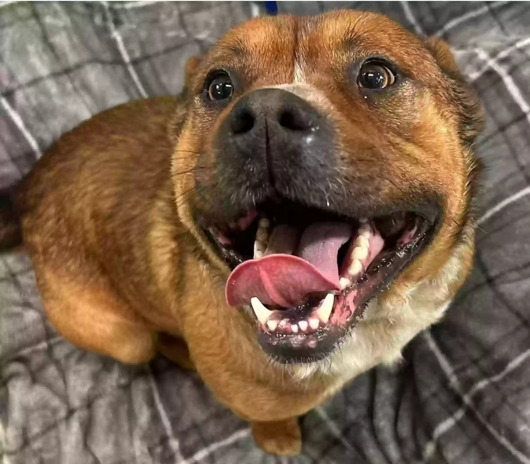 adoptable Dog in Conyers,GA named Bear