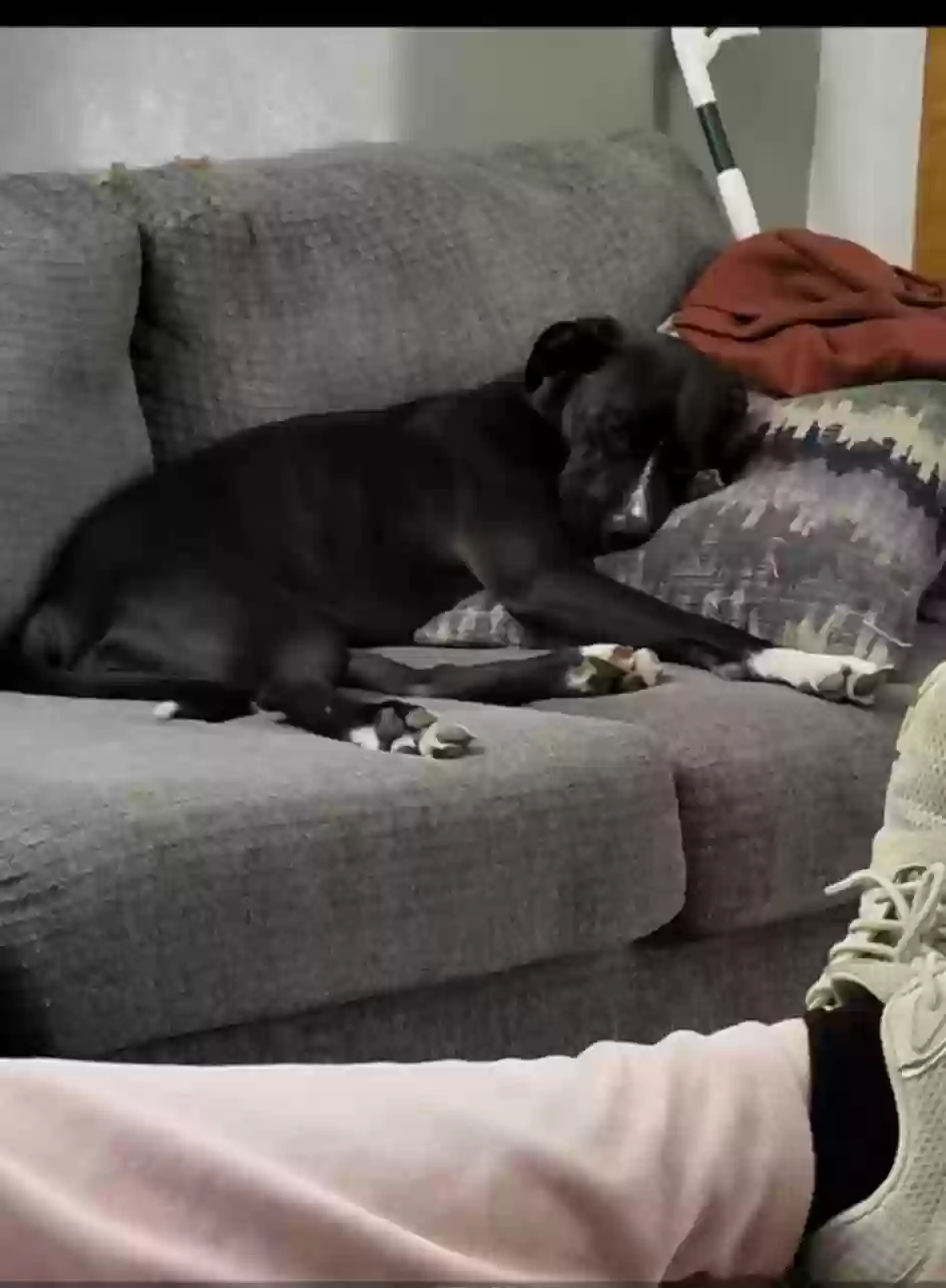 adoptable Dog in Granite City,IL named Bebe
