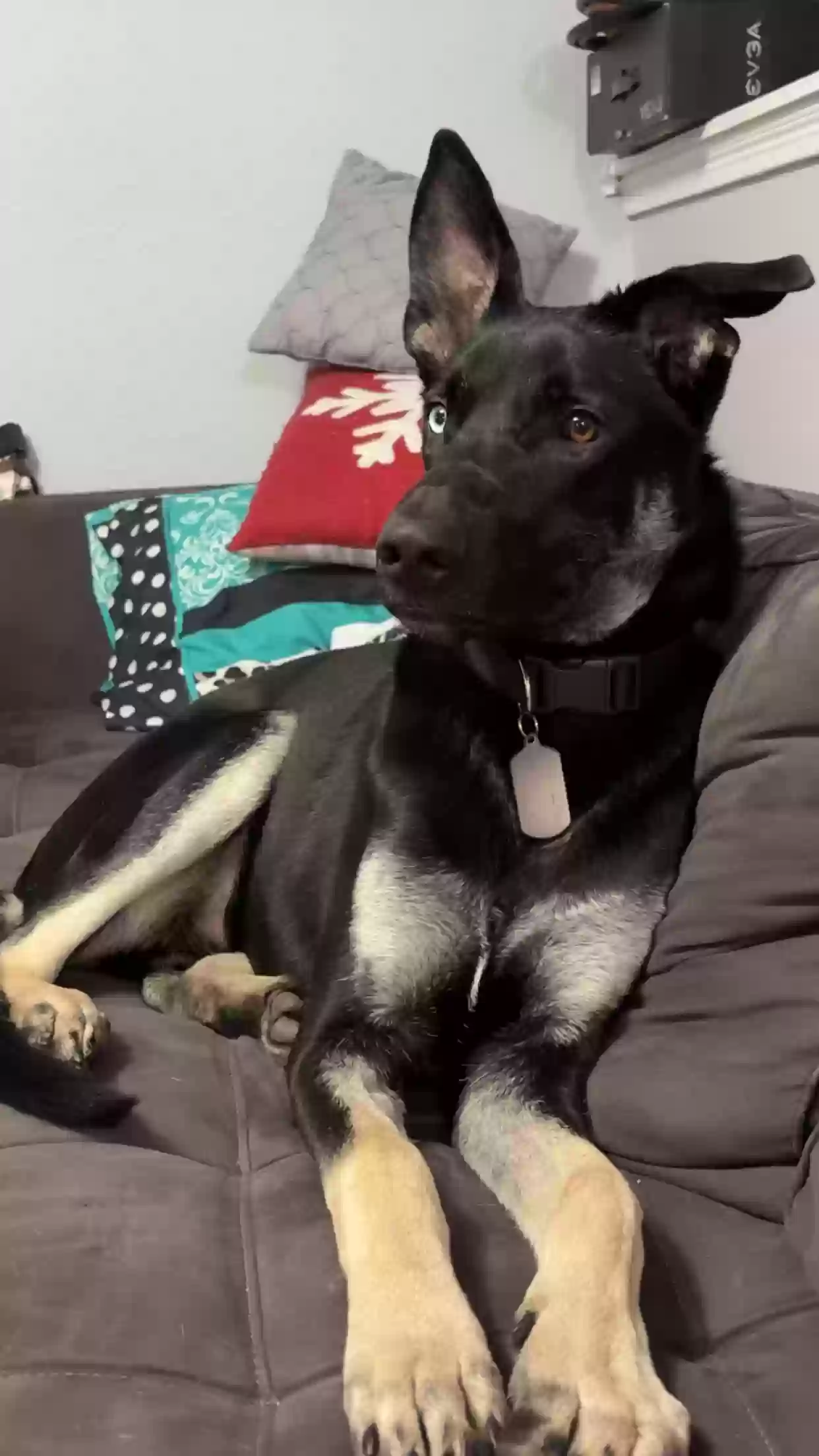 adoptable Dog in Flower Mound,TX named Storm