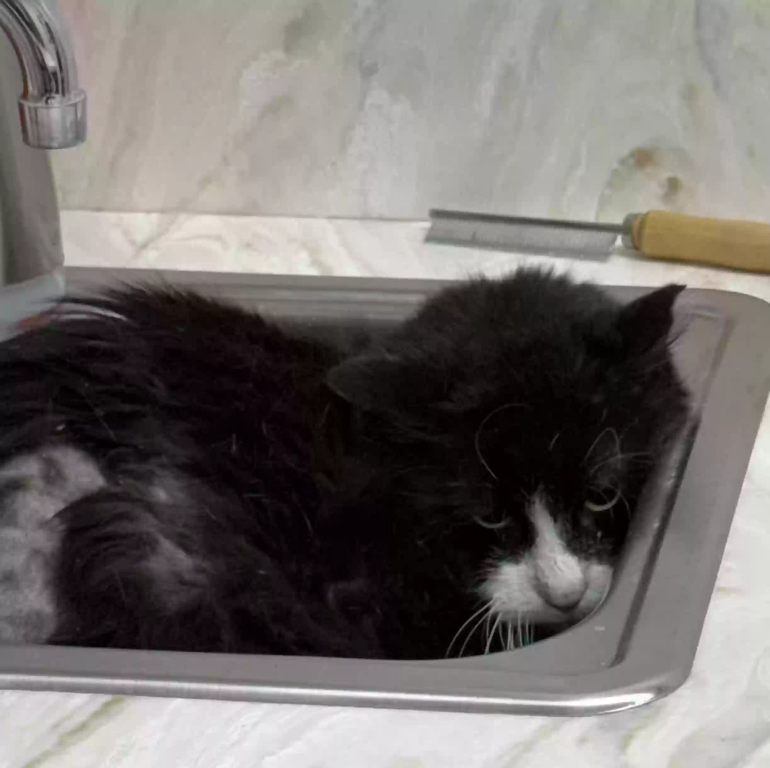 adoptable Cat in Glen Burnie,MD named Kitty