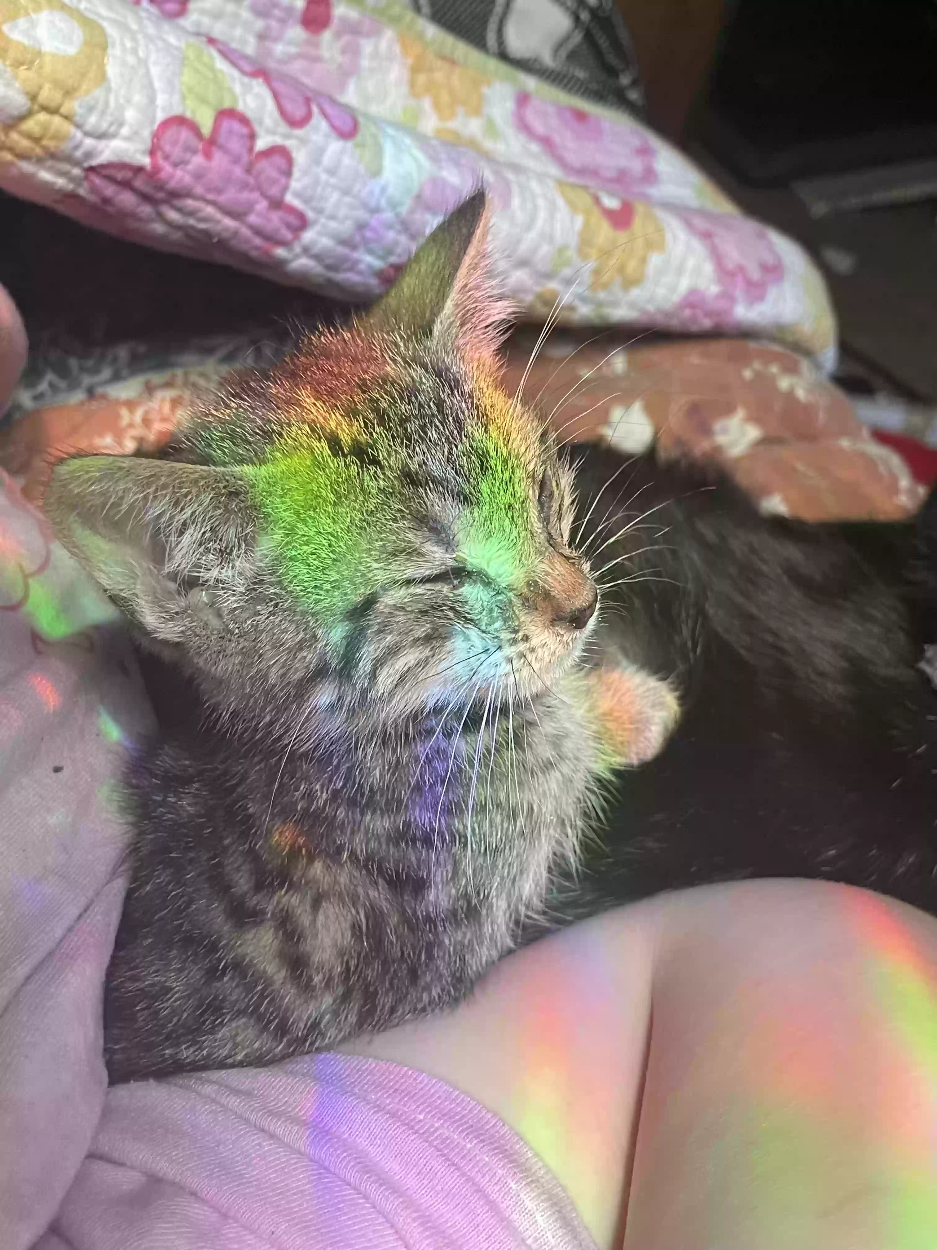 adoptable Cat in Harrison,AR named myshka