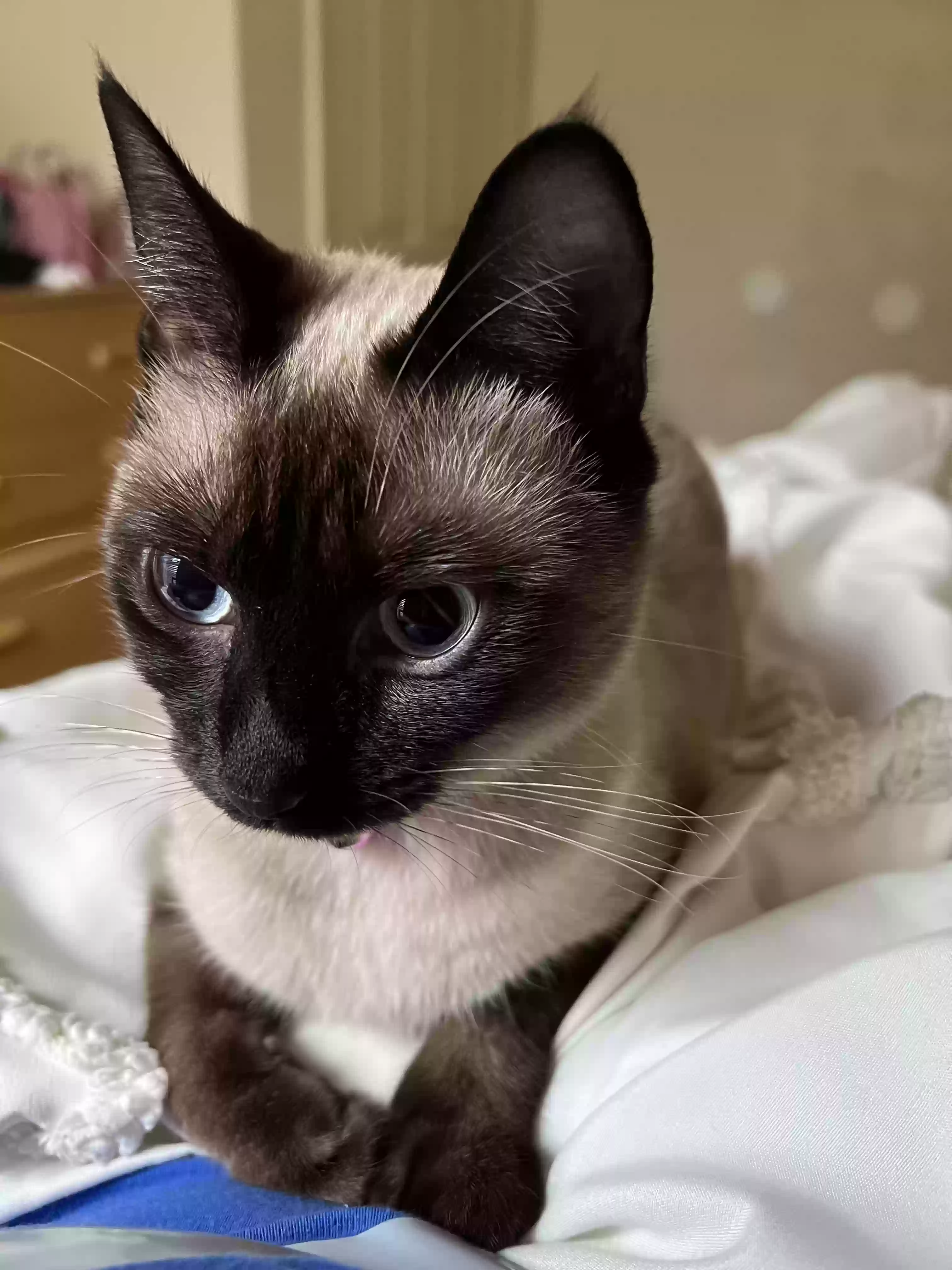 adoptable Cat in Stockbridge,GA named Princess