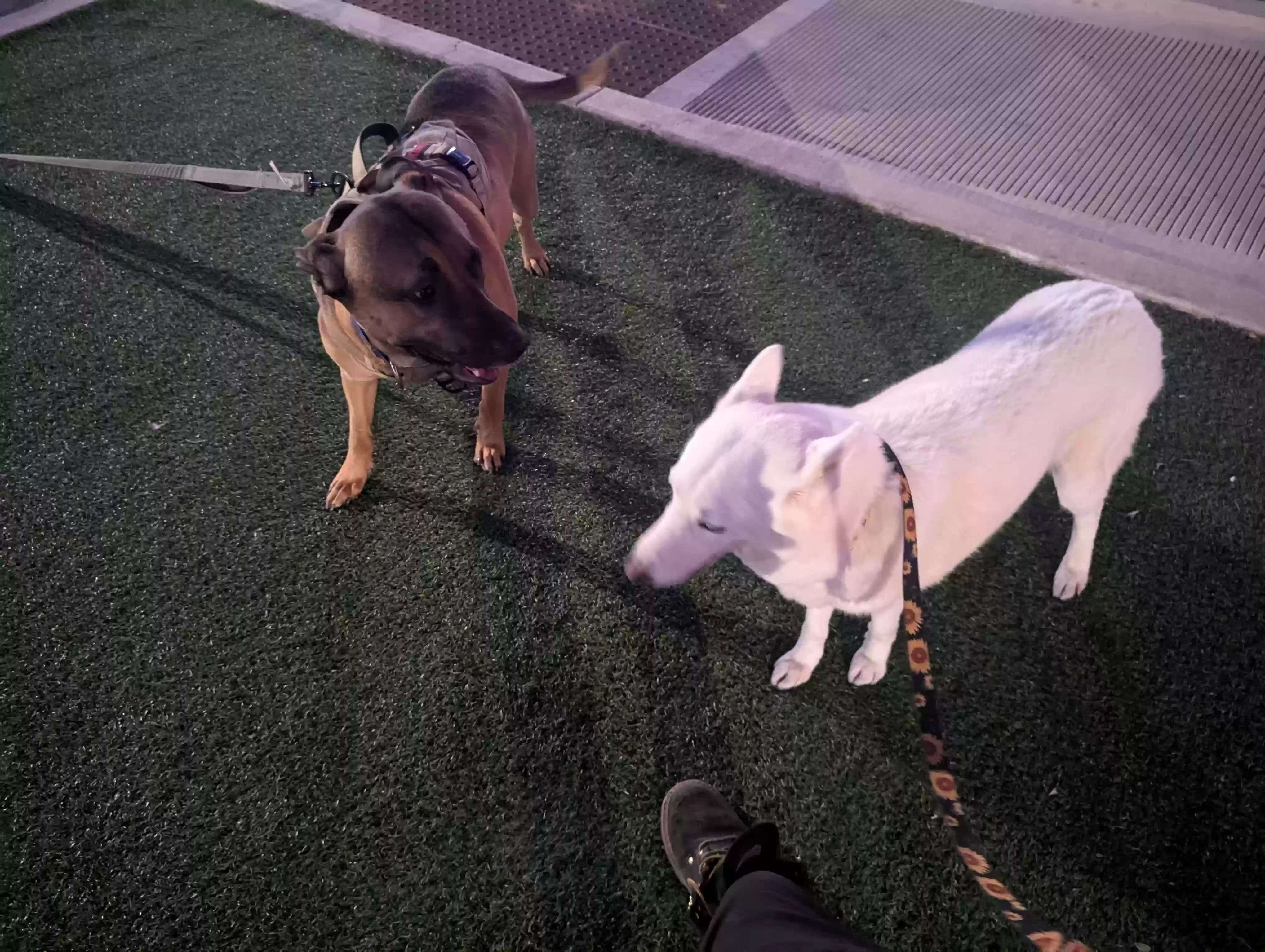 adoptable Dog in Mesa,AZ named Dimitri