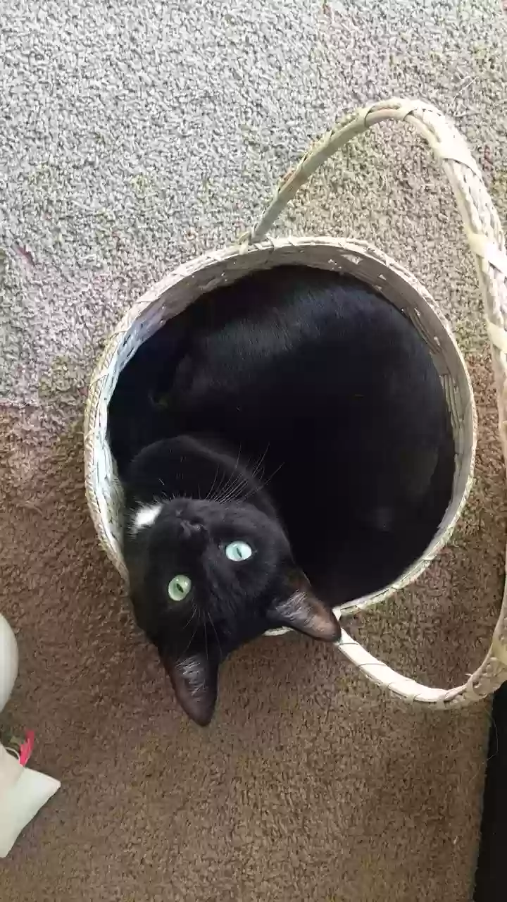 adoptable Cat in Fenton,MI named Percee