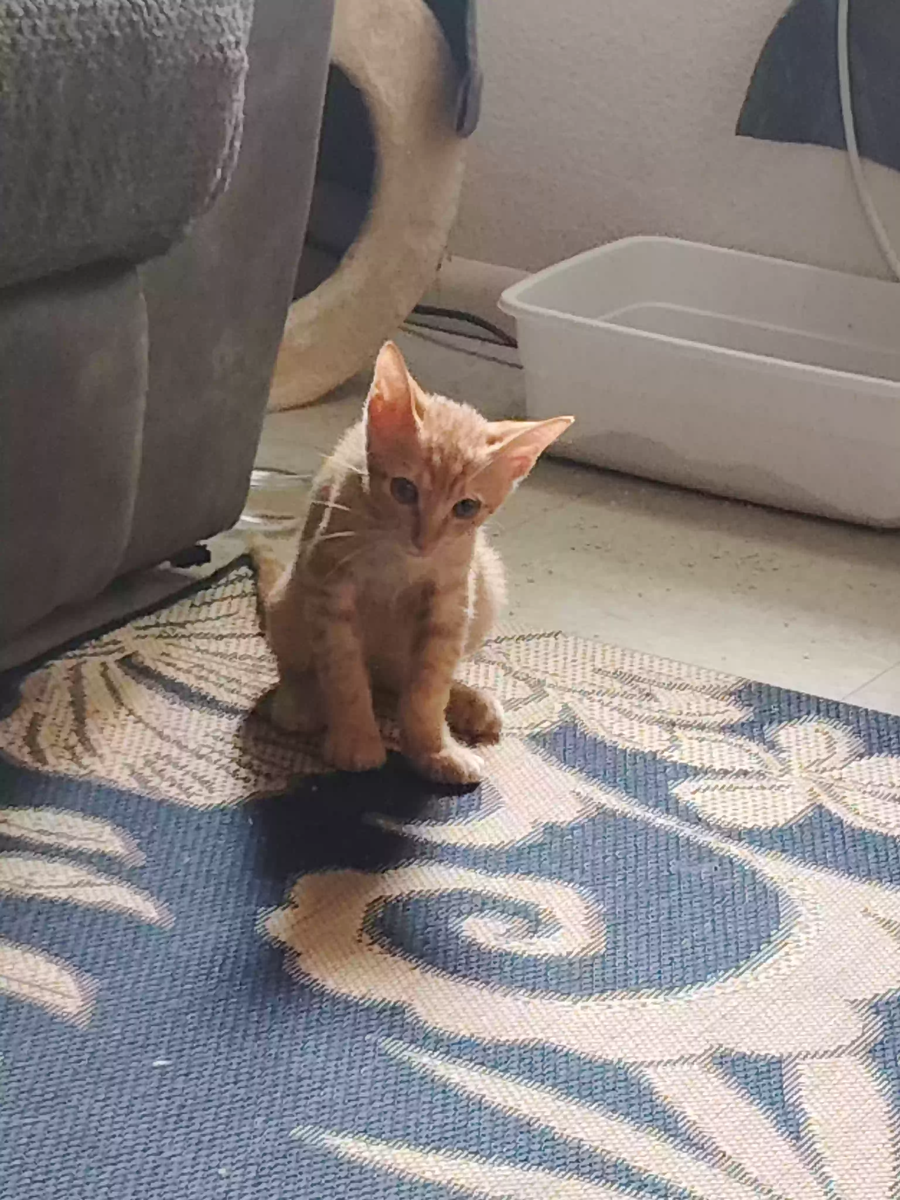 adoptable Cat in Ewa Beach,HI named Charlie
