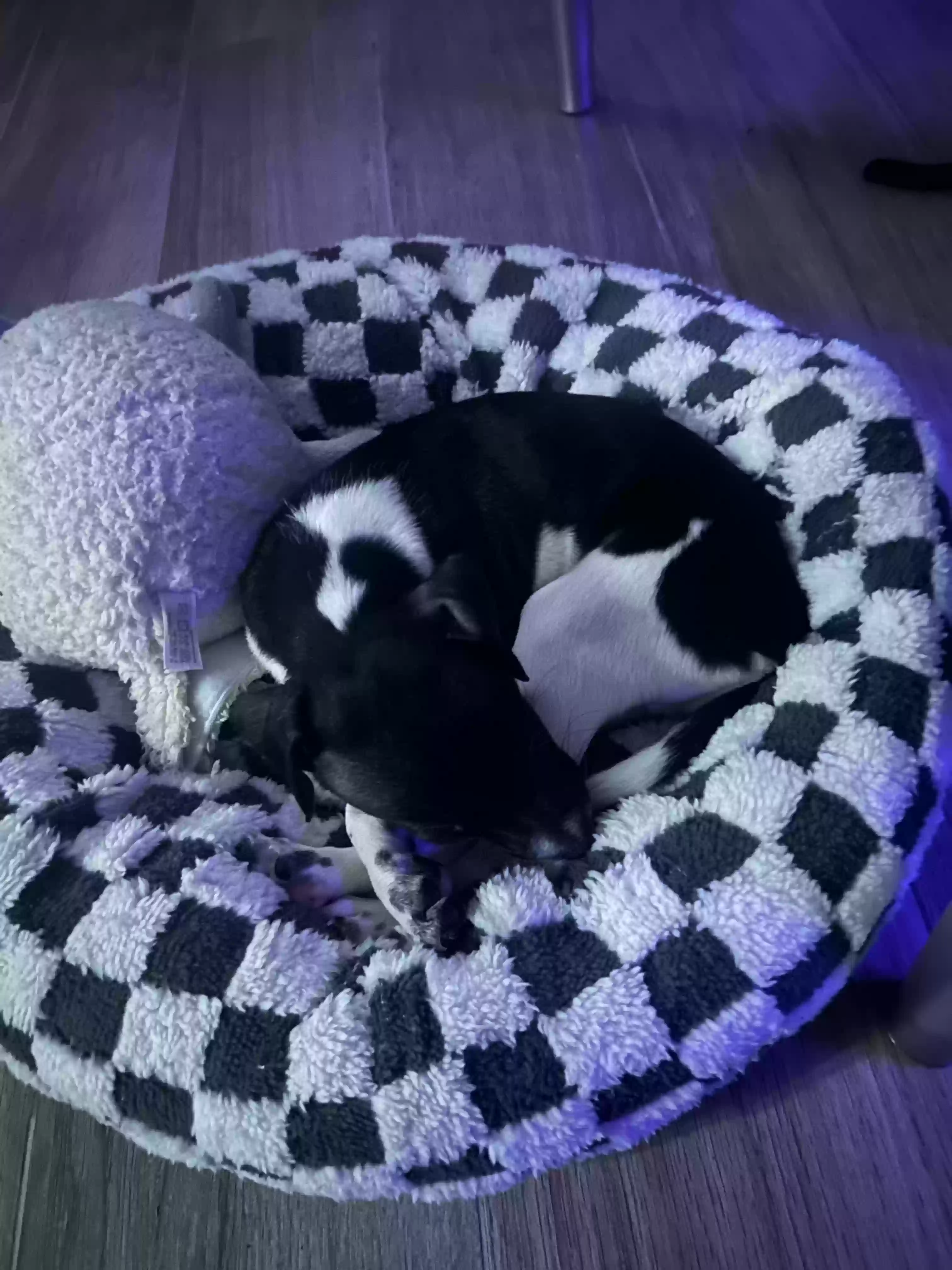 adoptable Dog in Brooklyn,NY named Oreo