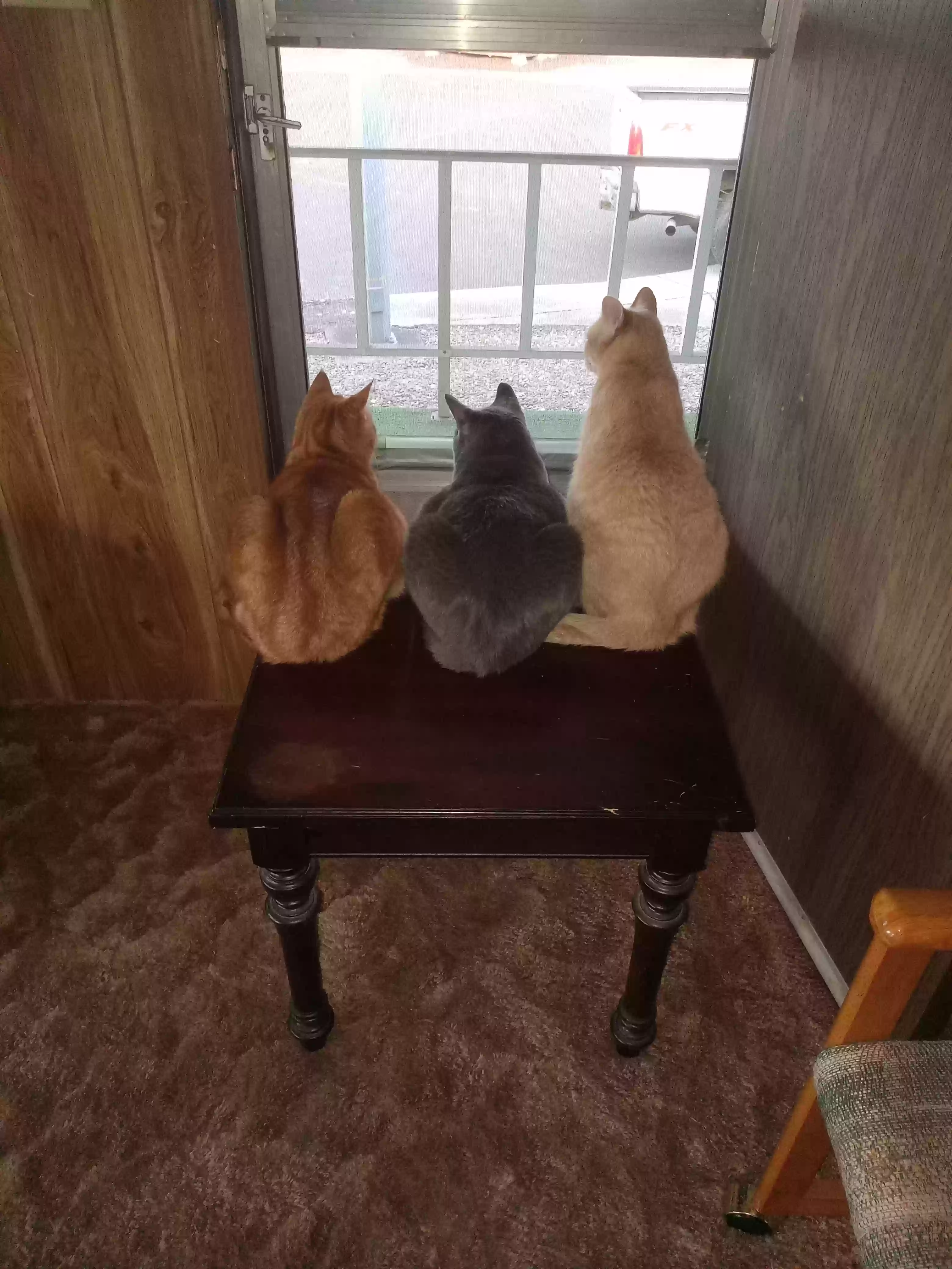 adoptable Cat in Salem,OR named Smokey, Junior, and Kitty