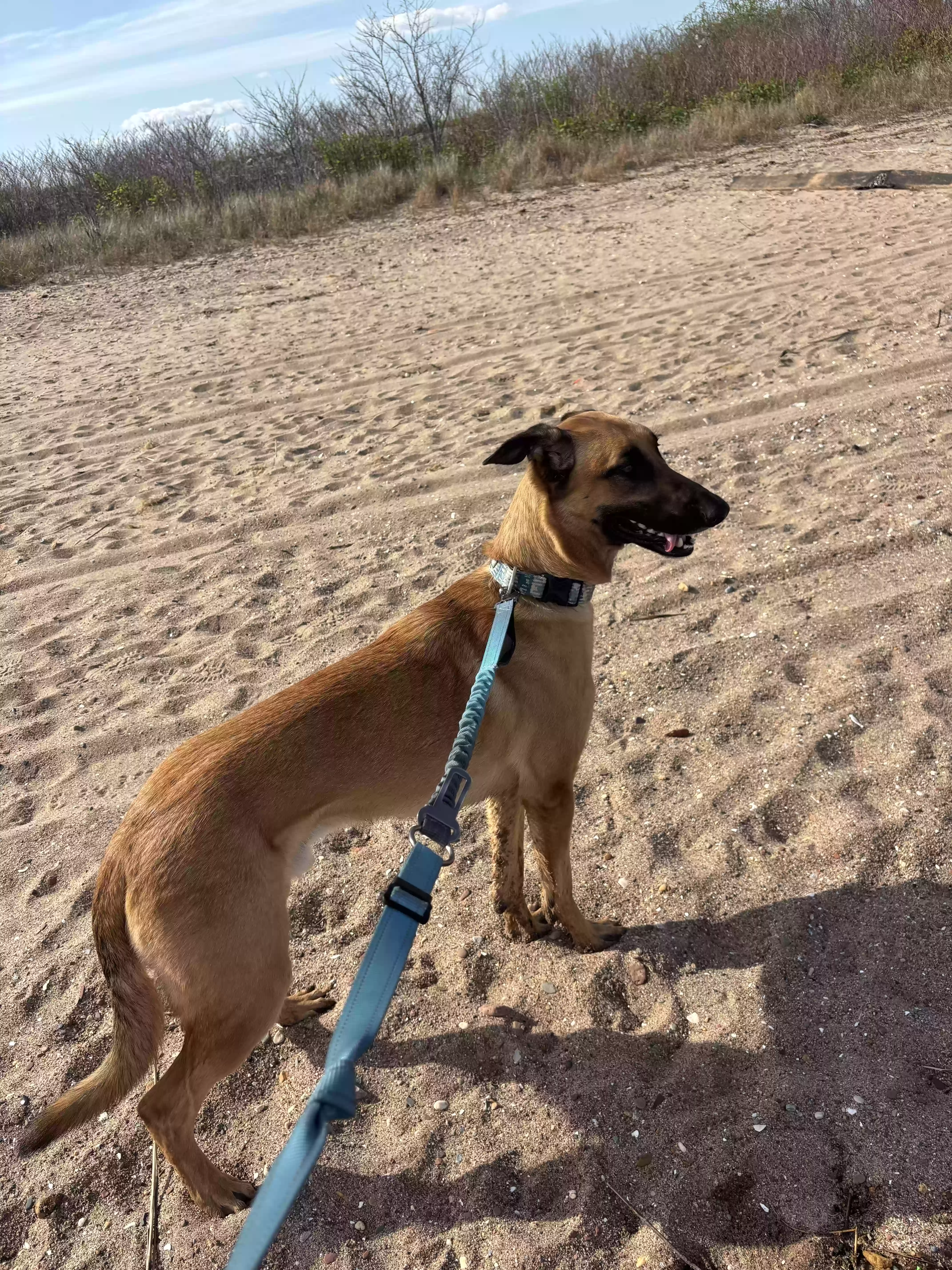 adoptable Dog in Staten Island,NY named Marshall
