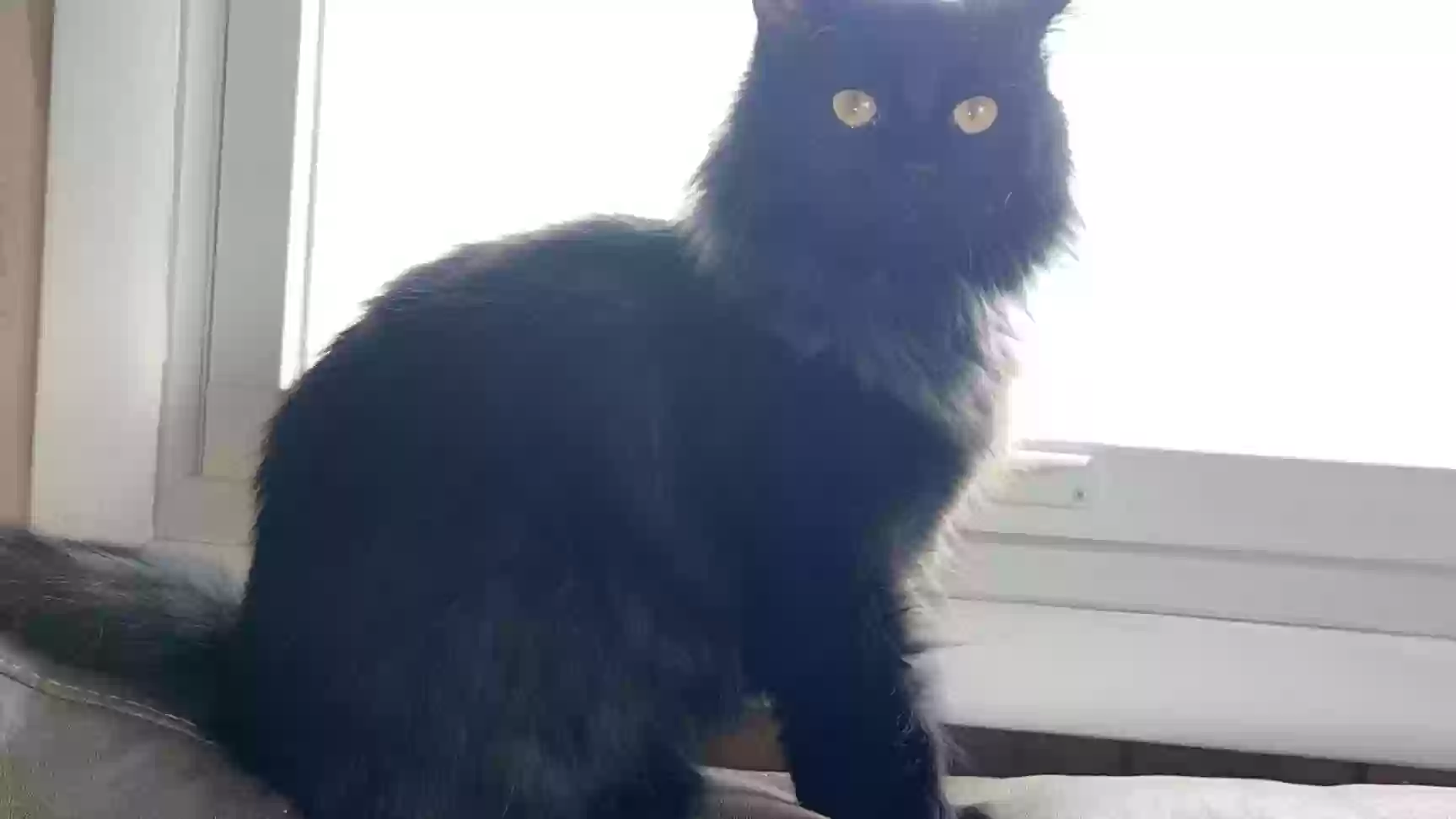 adoptable Cat in South Bend,IN named Luna