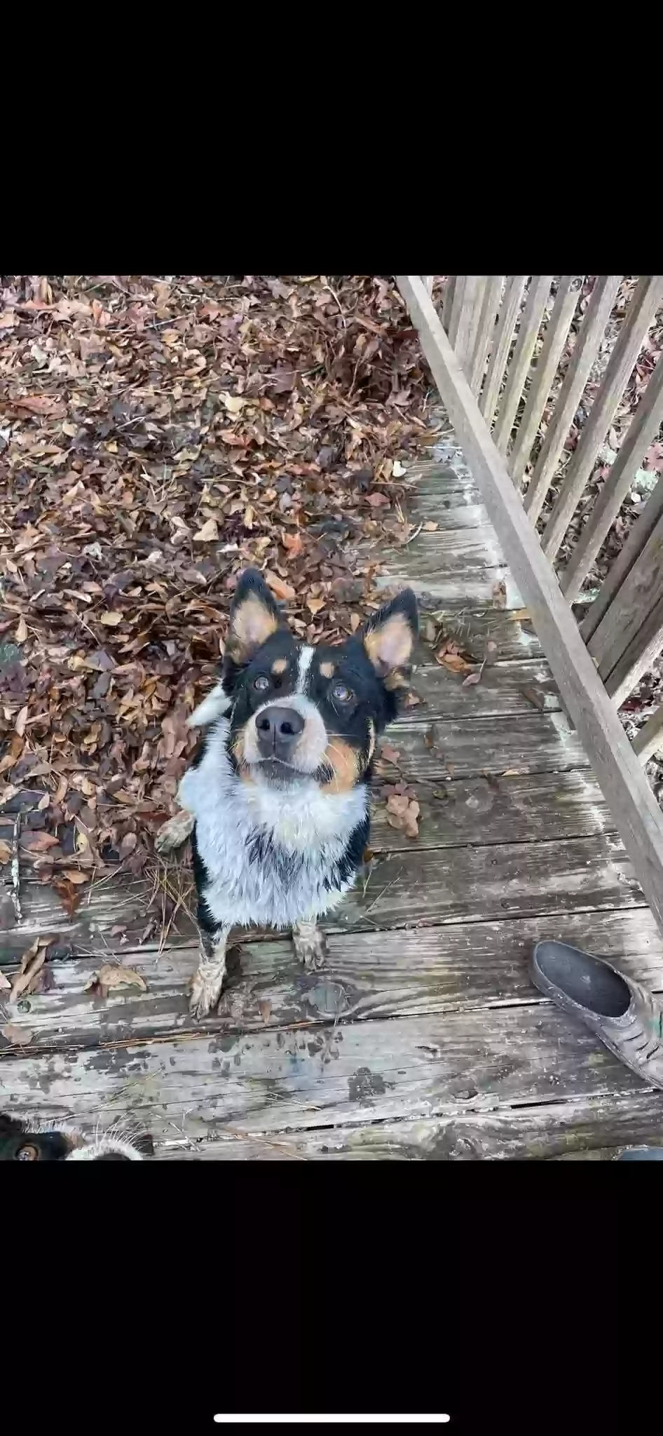adoptable Dog in Garland,NC named Bojangle