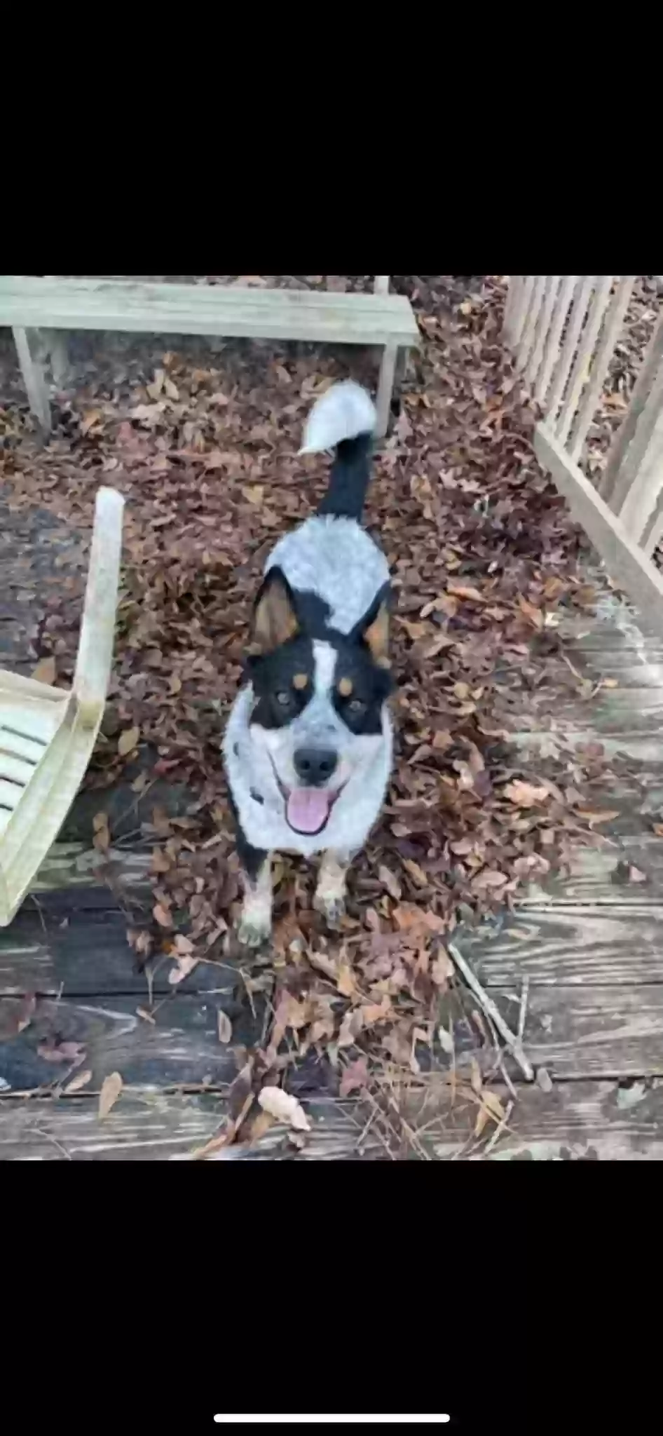 adoptable Dog in Garland,NC named Jasper