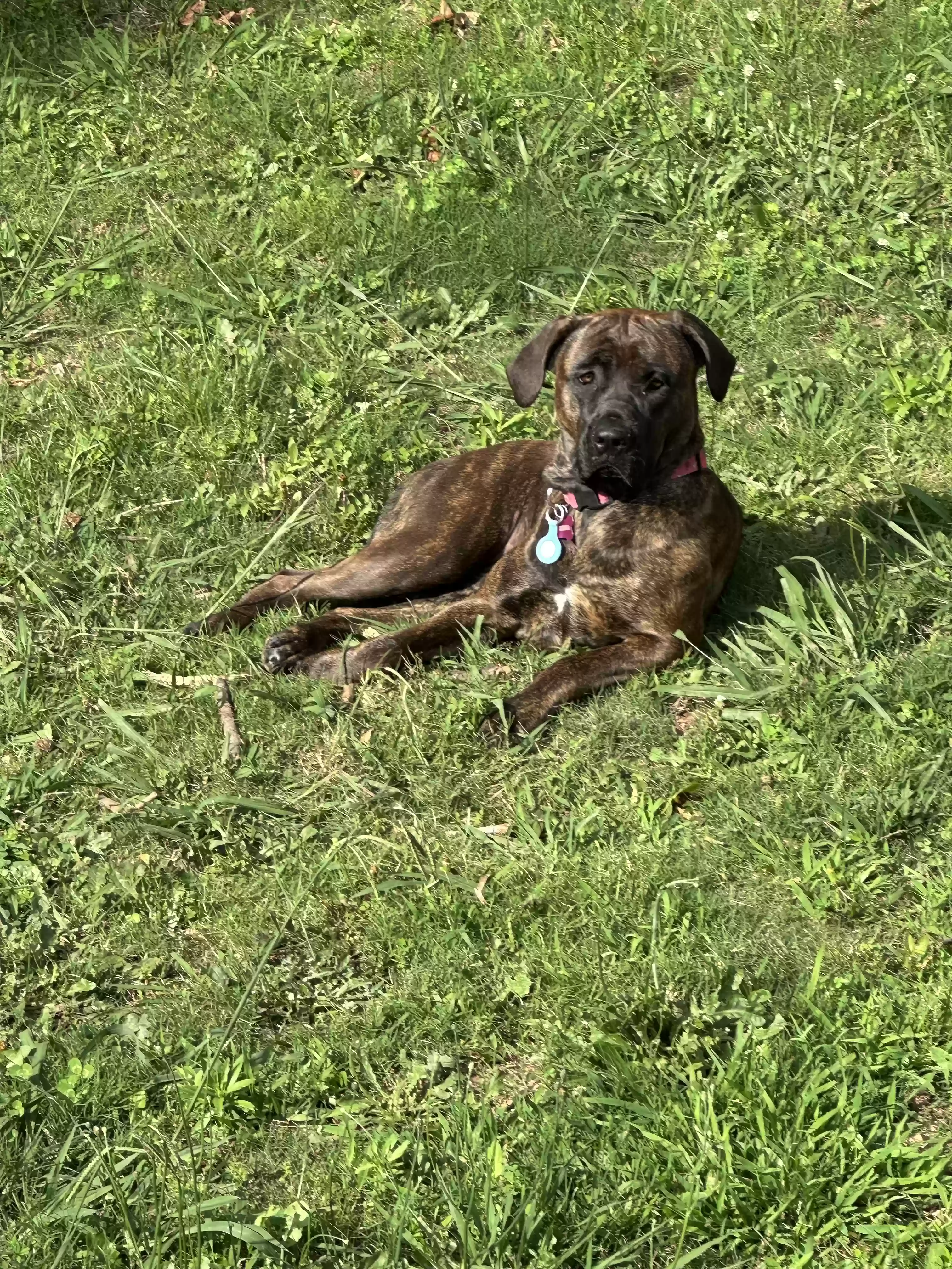 adoptable Dog in Buford,GA named Athena