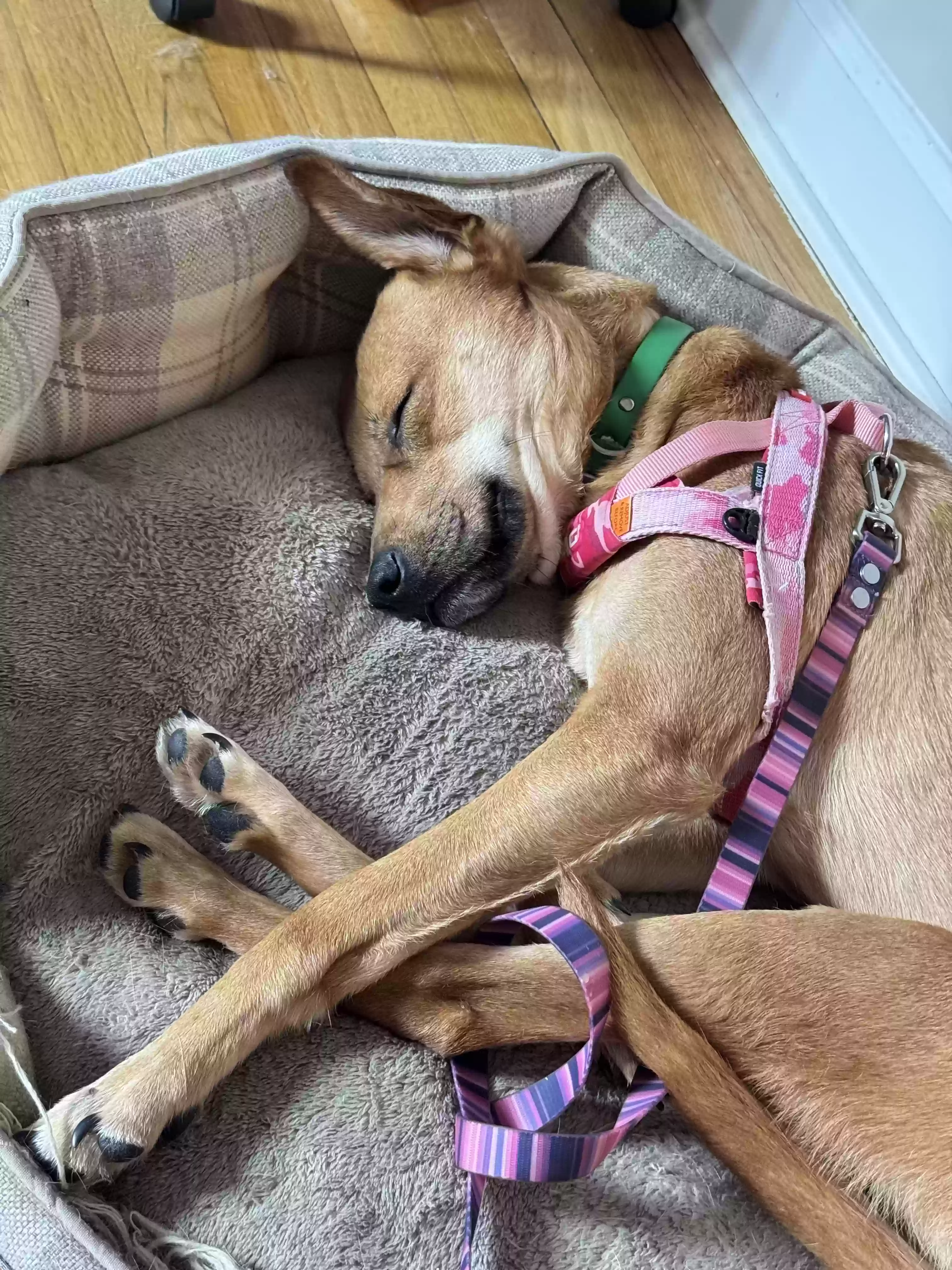 adoptable Dog in Atlanta,GA named Bagun