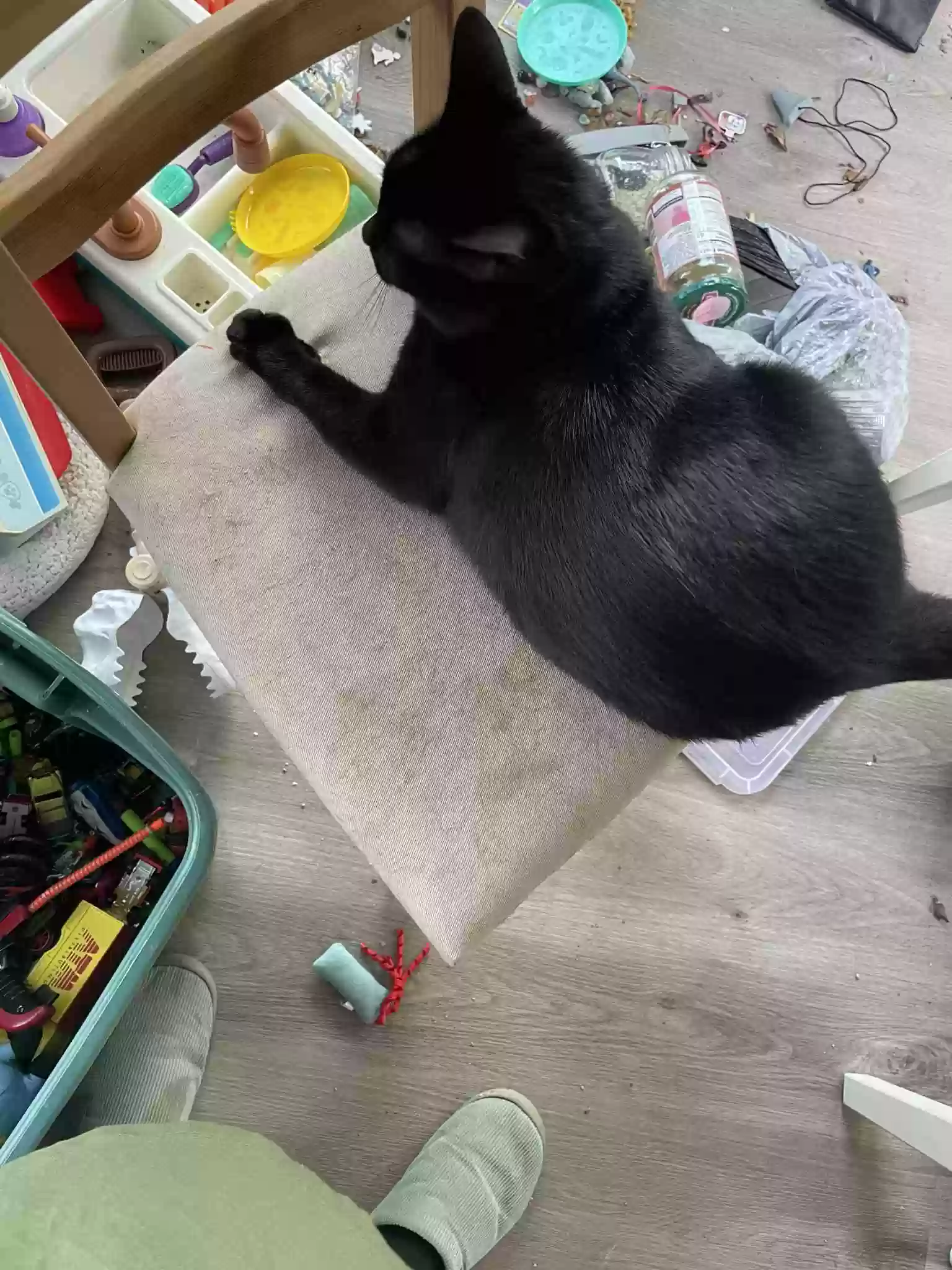 adoptable Cat in Saint Joseph,MI named Ms. Beans