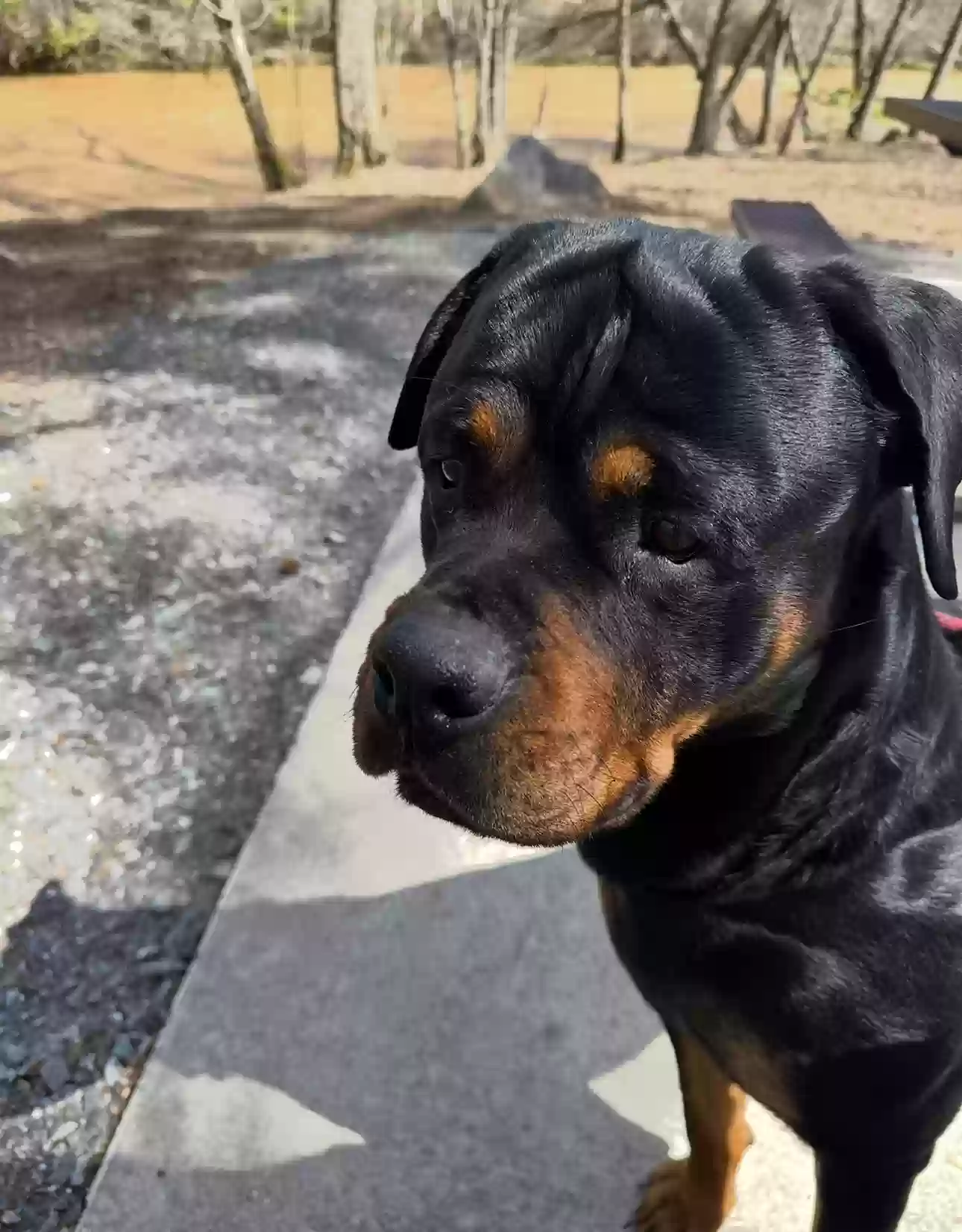 adoptable Dog in Hayesville,NC named Griffin