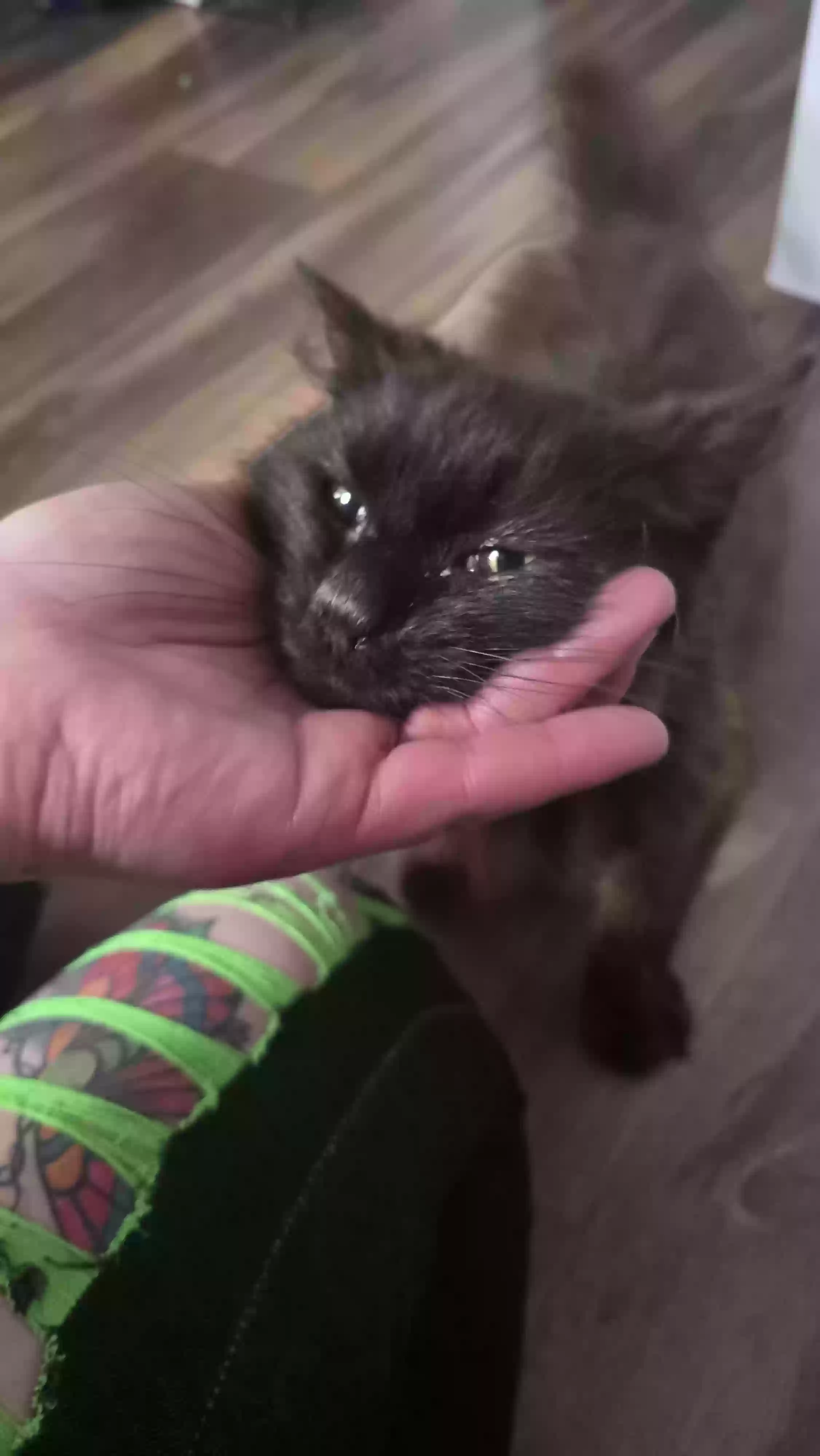 adoptable Cat in Stephenson,VA named Espressa