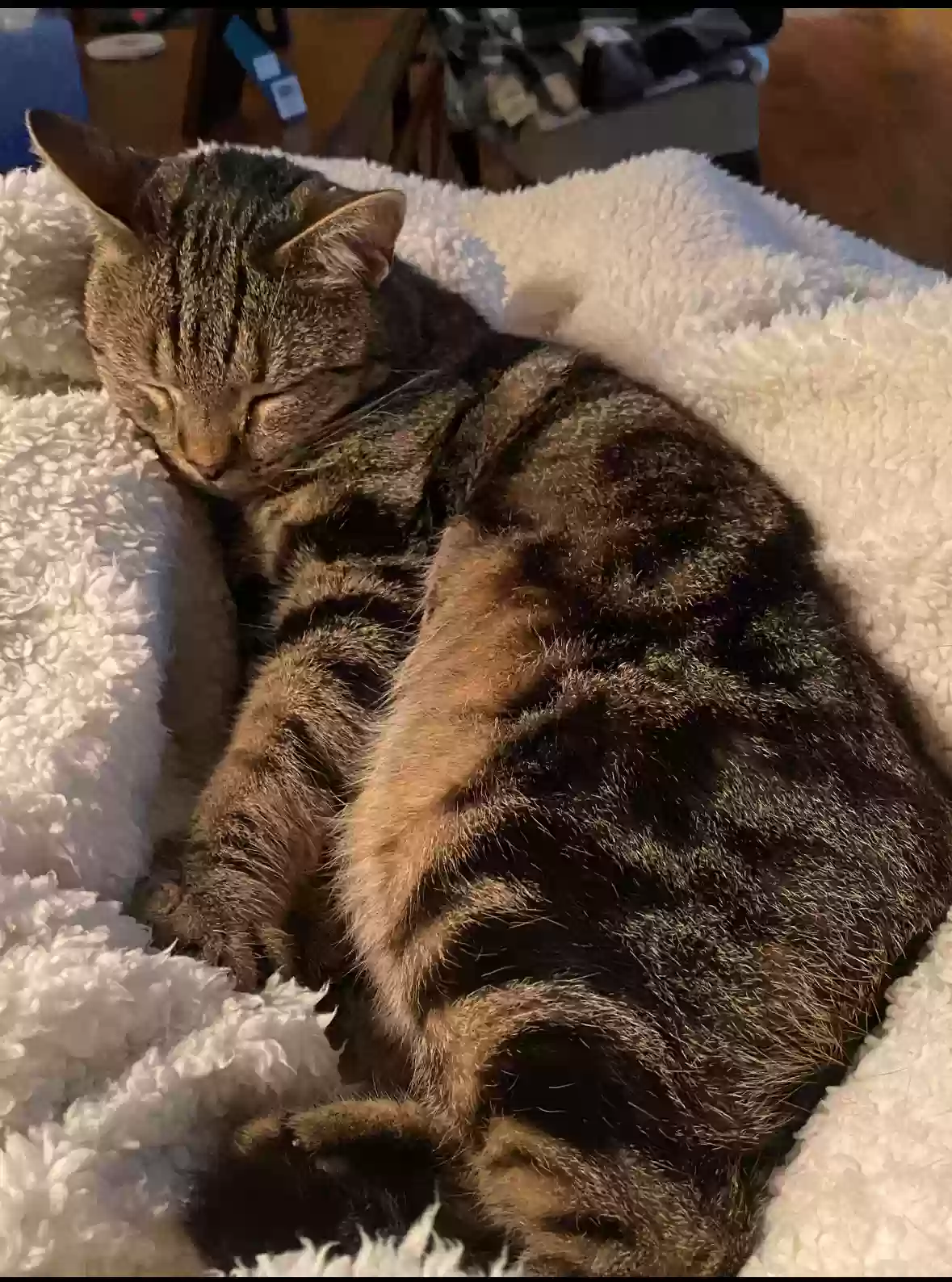 adoptable Cat in Warrenton,VA named Oliver