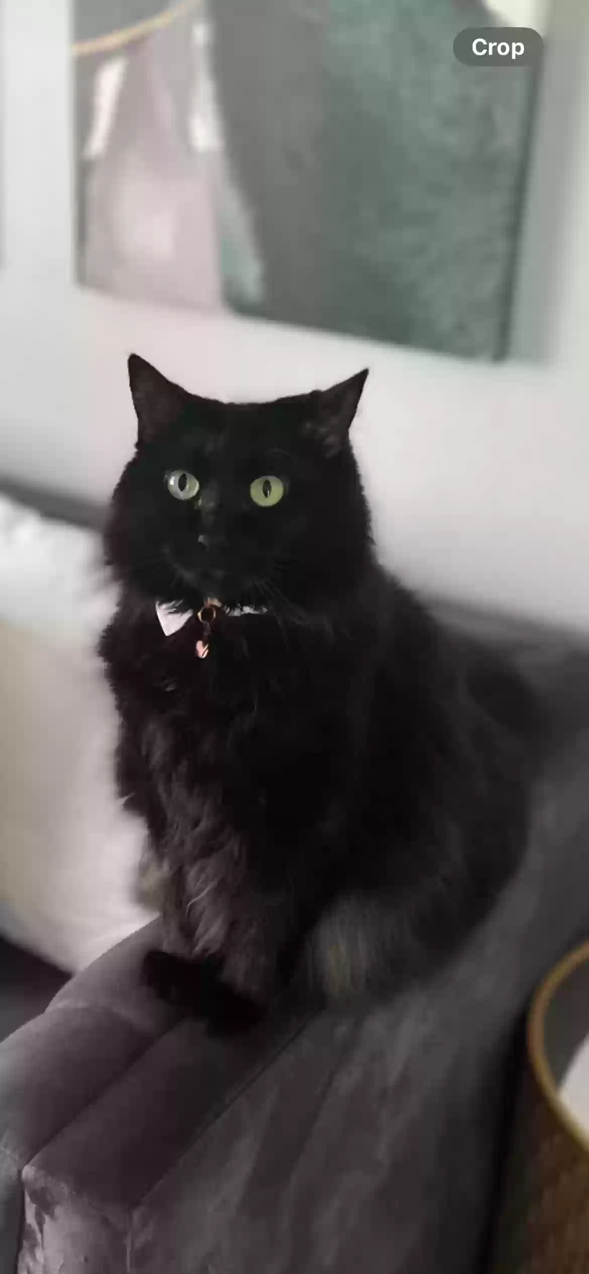 adoptable Cat in Orlando,FL named May