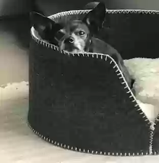adoptable Dog in Atlanta,GA named Coco