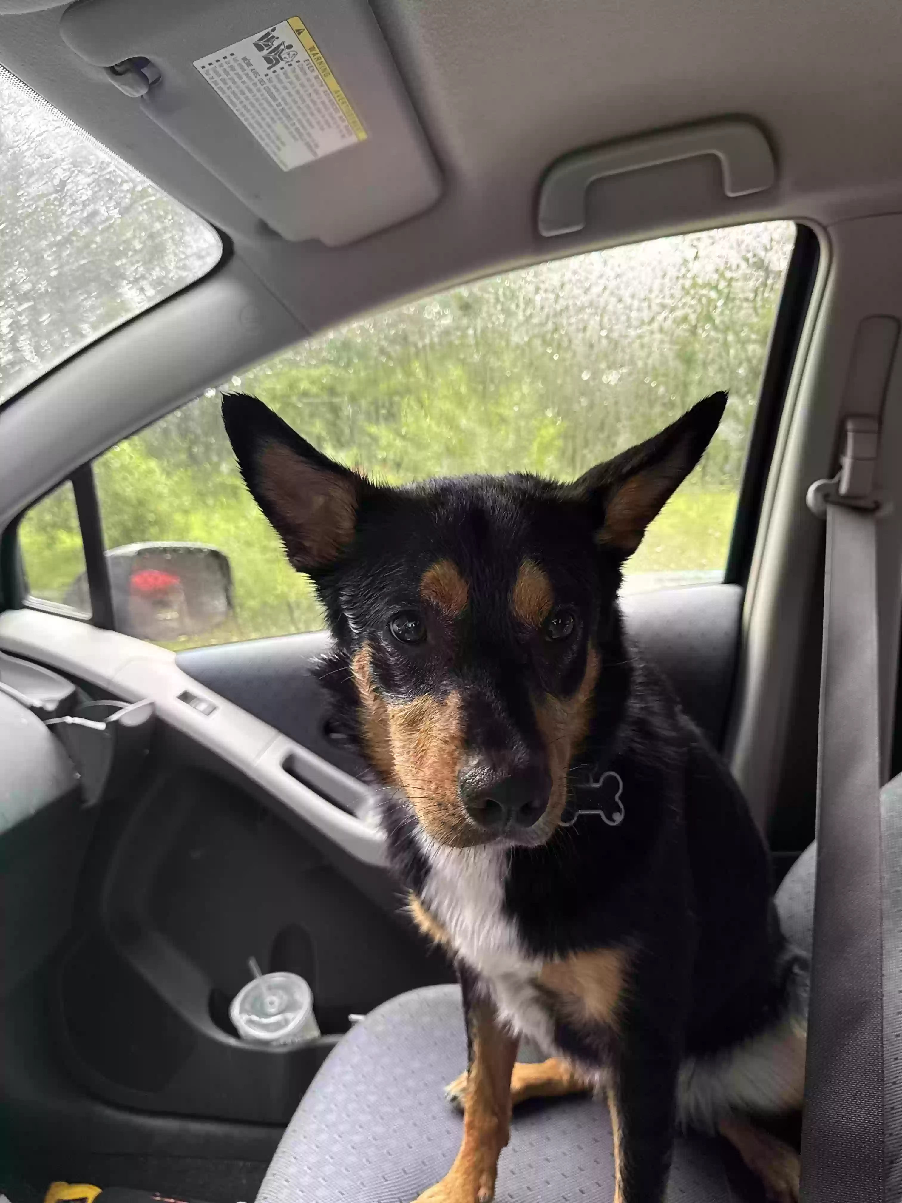 adoptable Dog in Jackson,GA named Budaroo