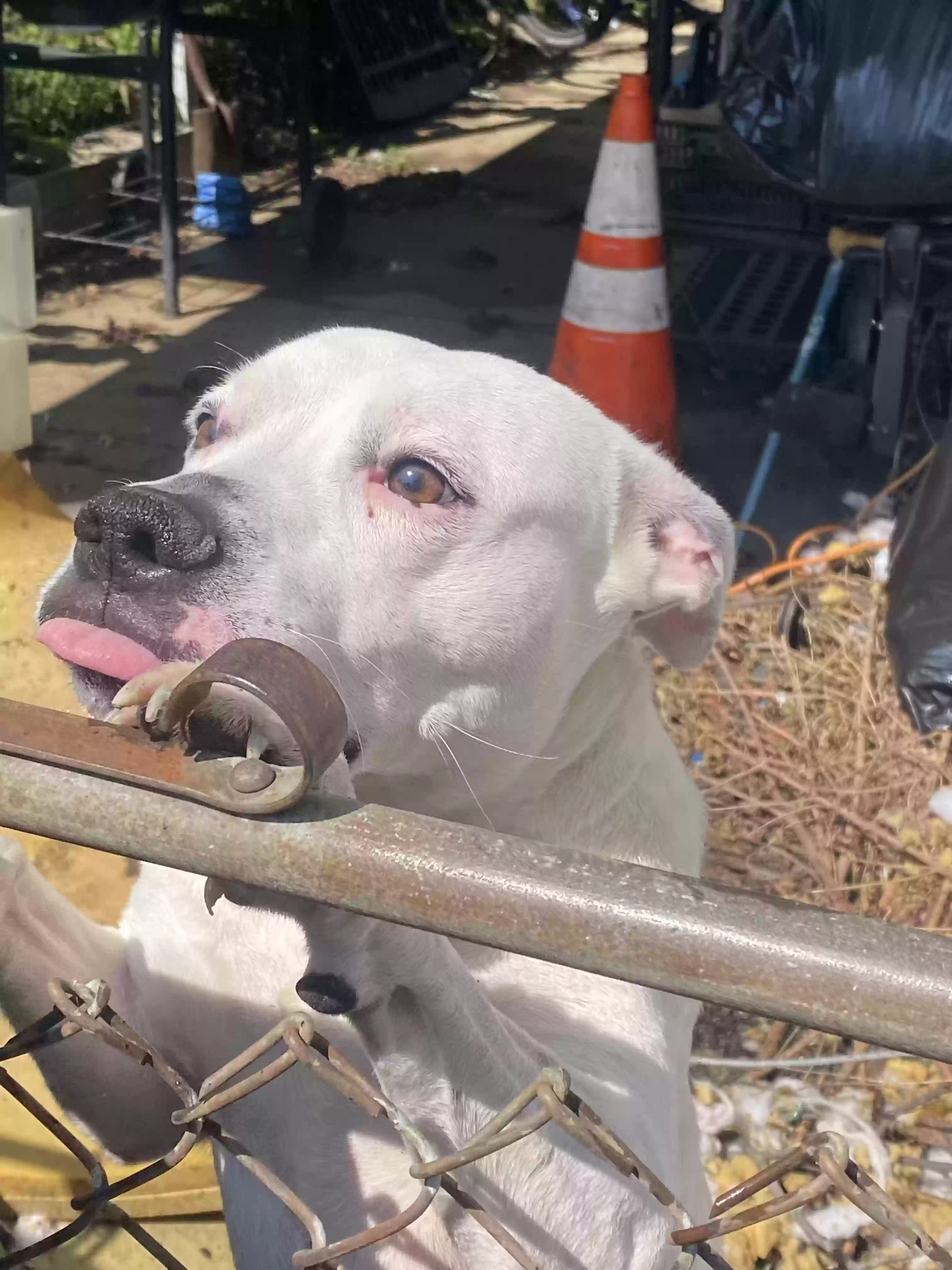 adoptable Dog in Cincinnati,OH named Lucy