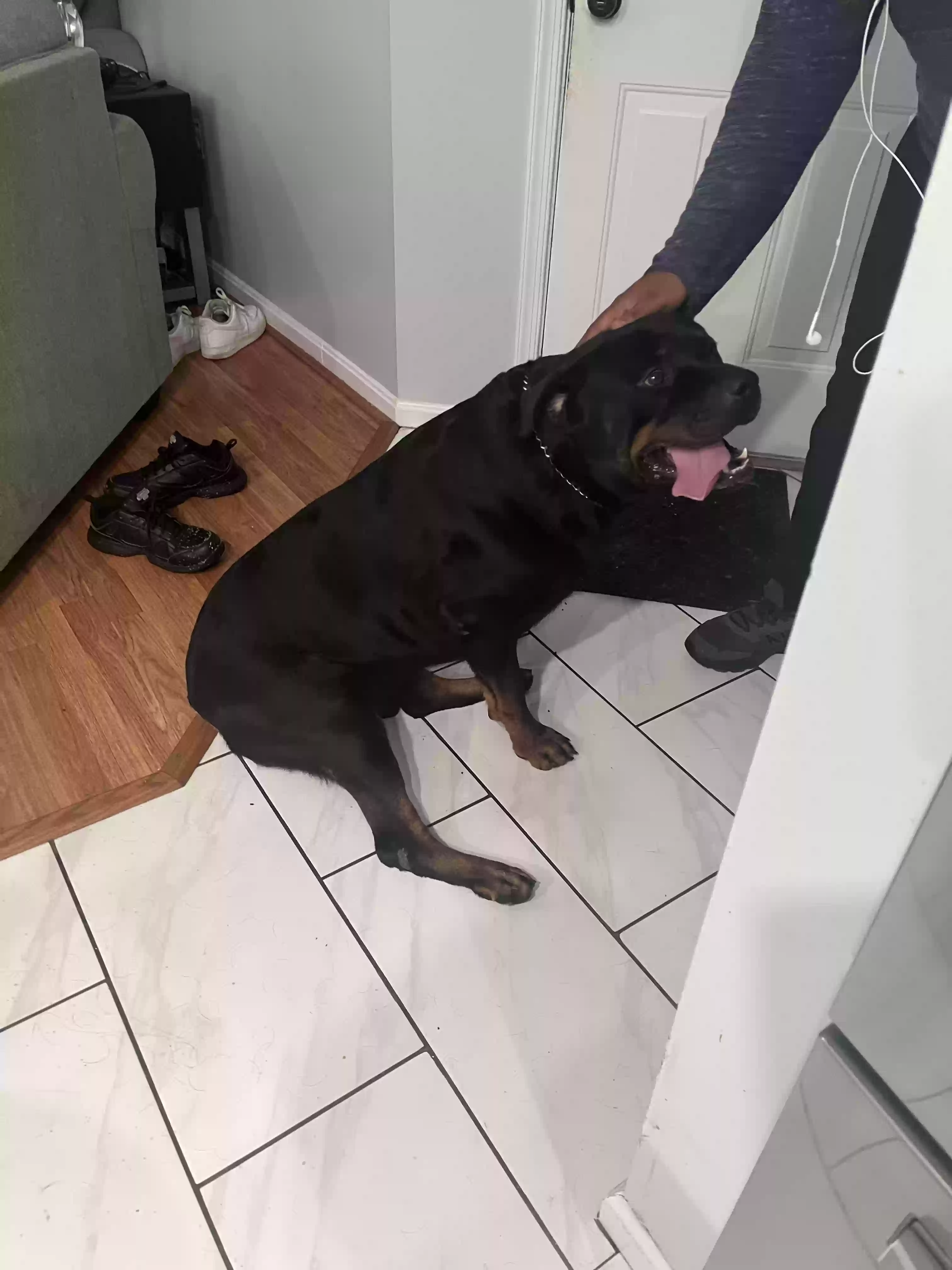 adoptable Dog in Stafford,VA named Rockie