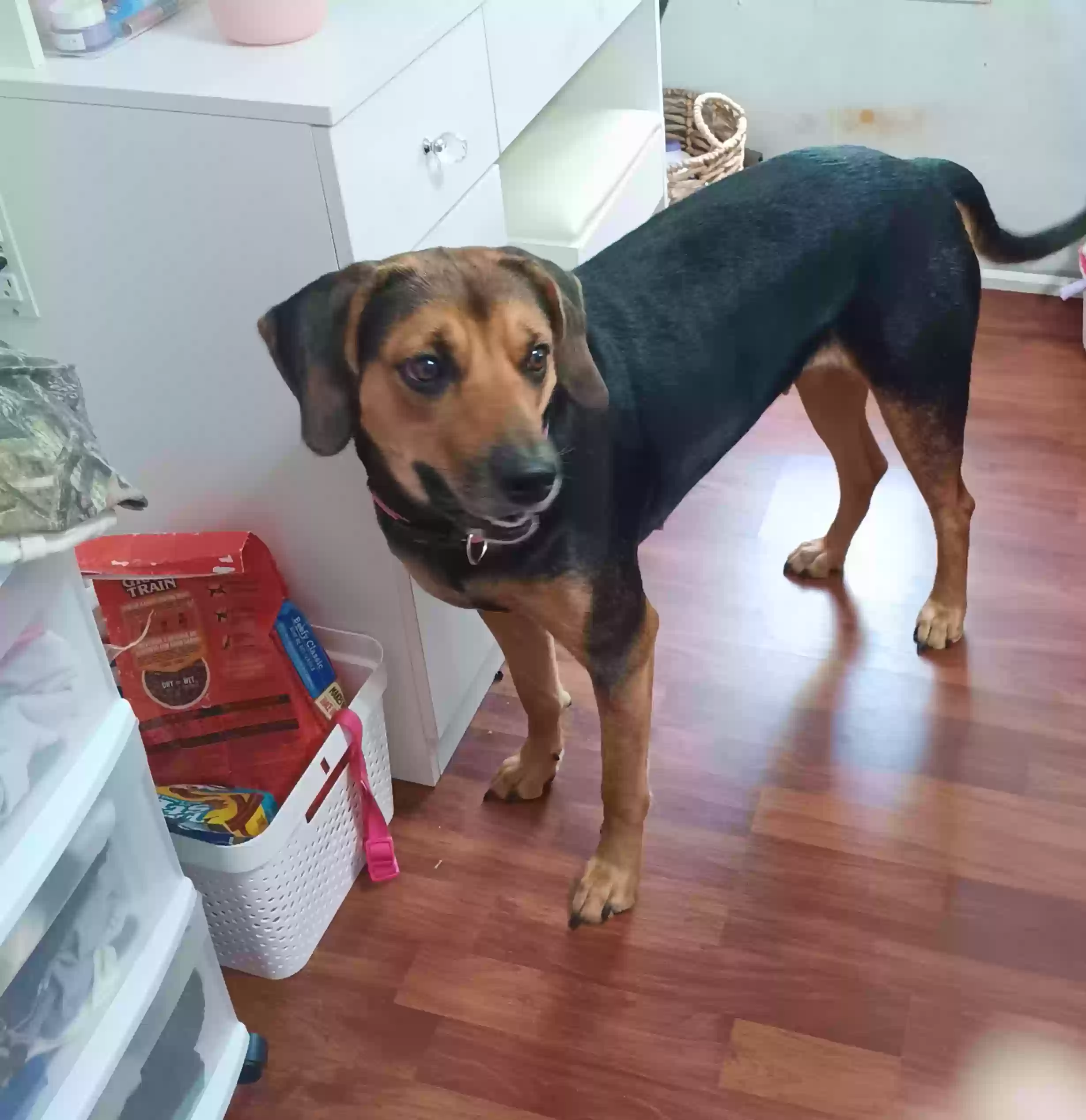 adoptable Dog in Buchanan,GA named Mallie