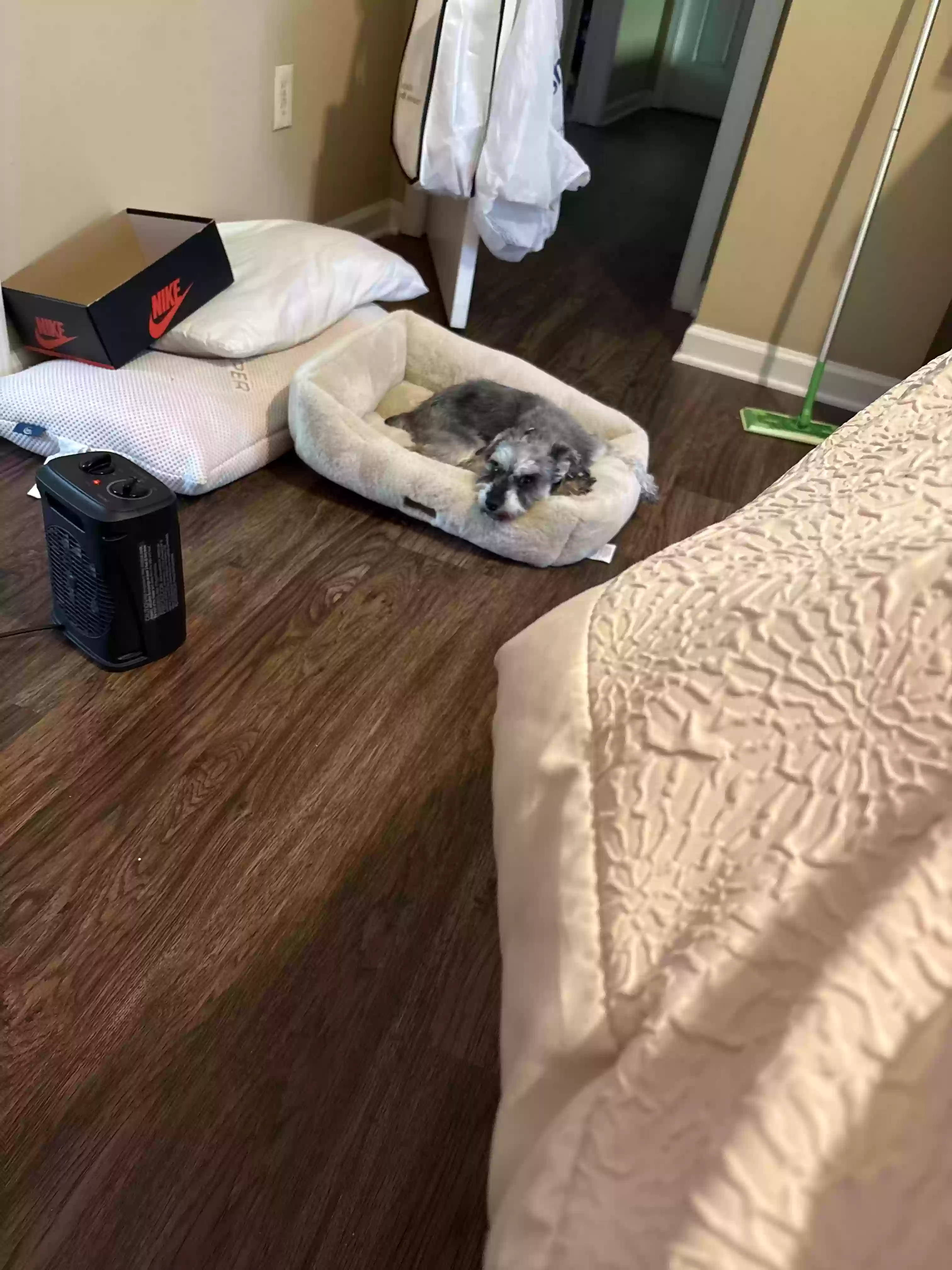 adoptable Dog in Snellville,GA named Ziggy