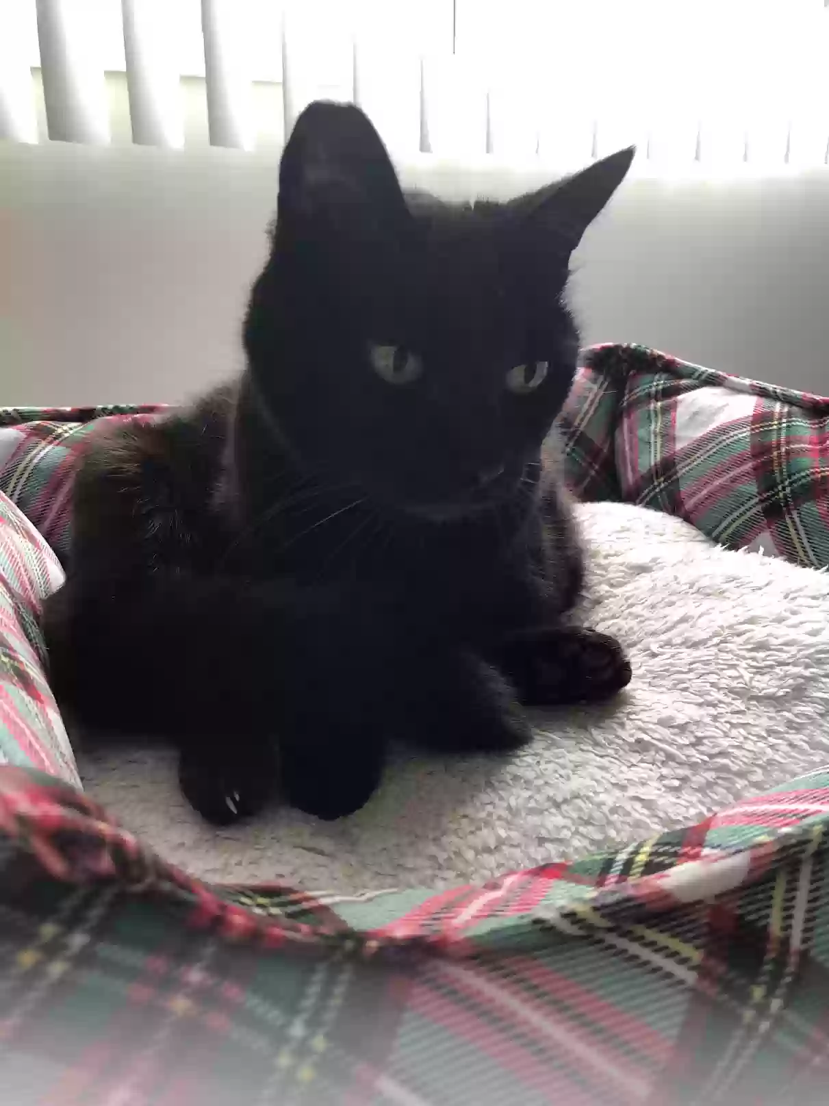 adoptable Cat in Redondo Beach,CA named Layla