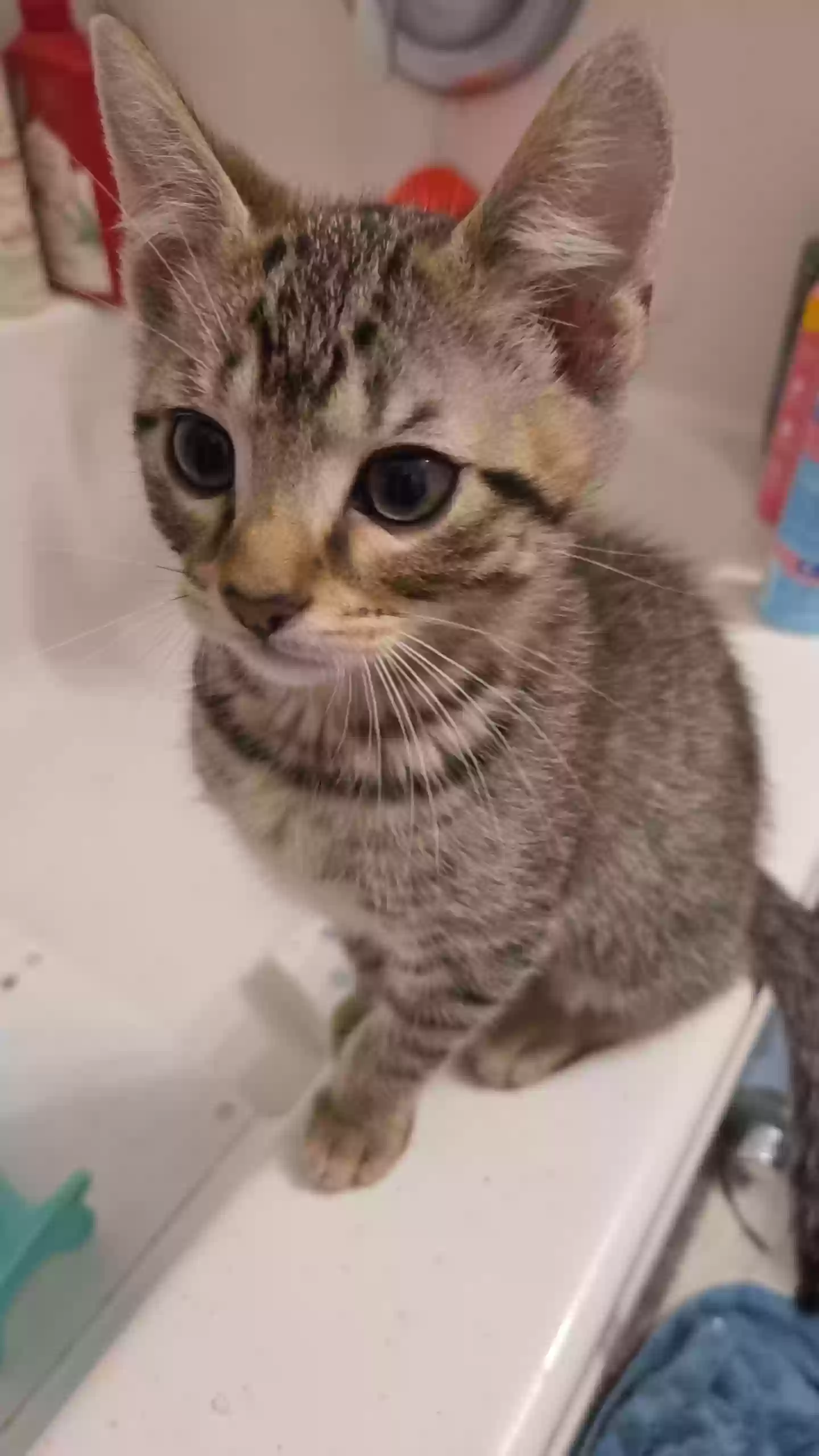adoptable Cat in Pleasant Grove,AL named Tiger