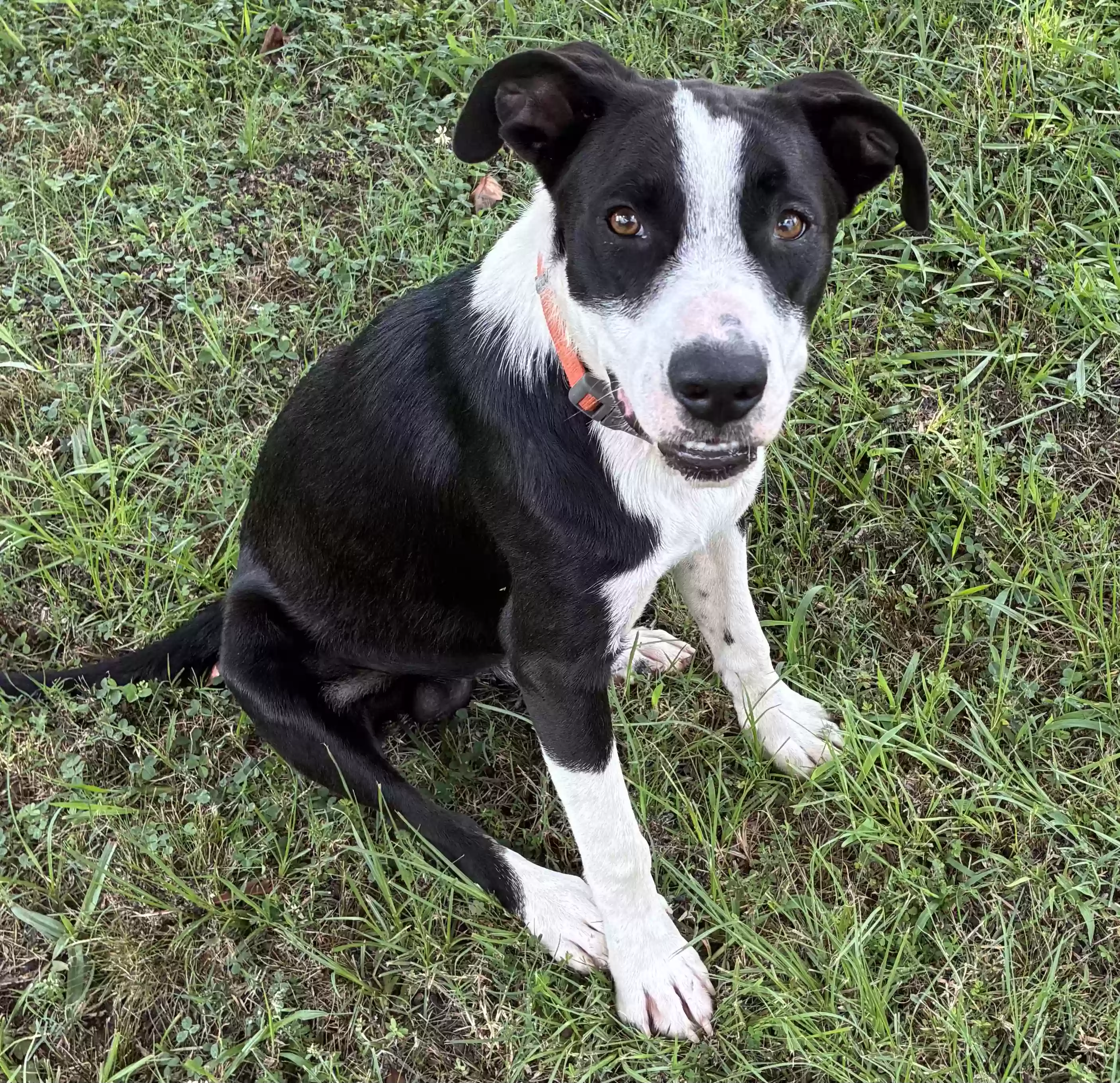 adoptable Dog in Judsonia,AR named