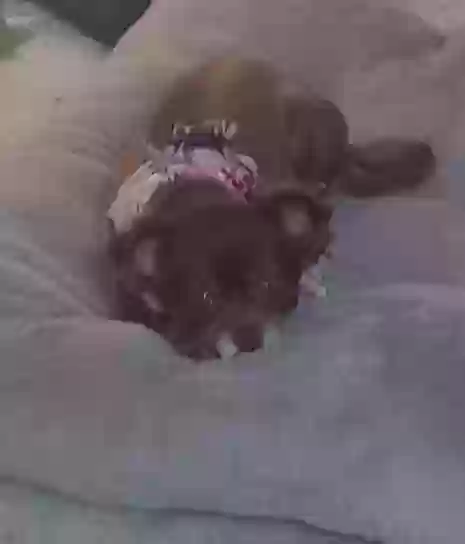 adoptable Dog in Akron,OH named Fizzgigg