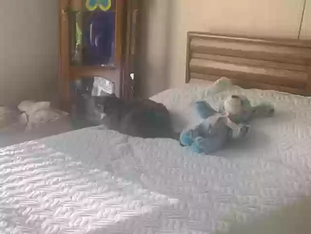 adoptable Cat in Cincinnati,OH named Gracie