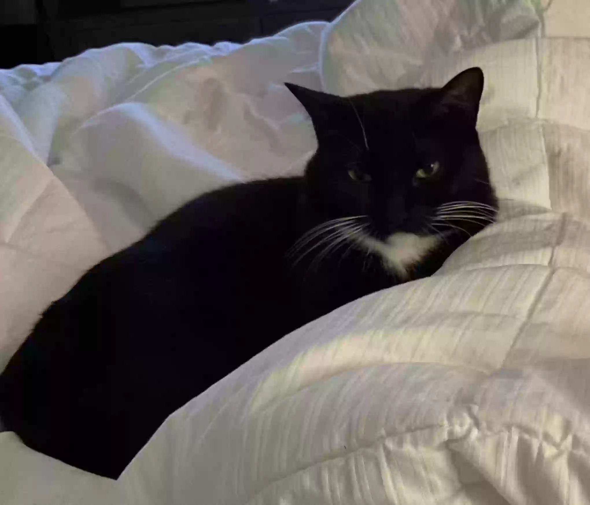 adoptable Cat in Tomball,TX named piper