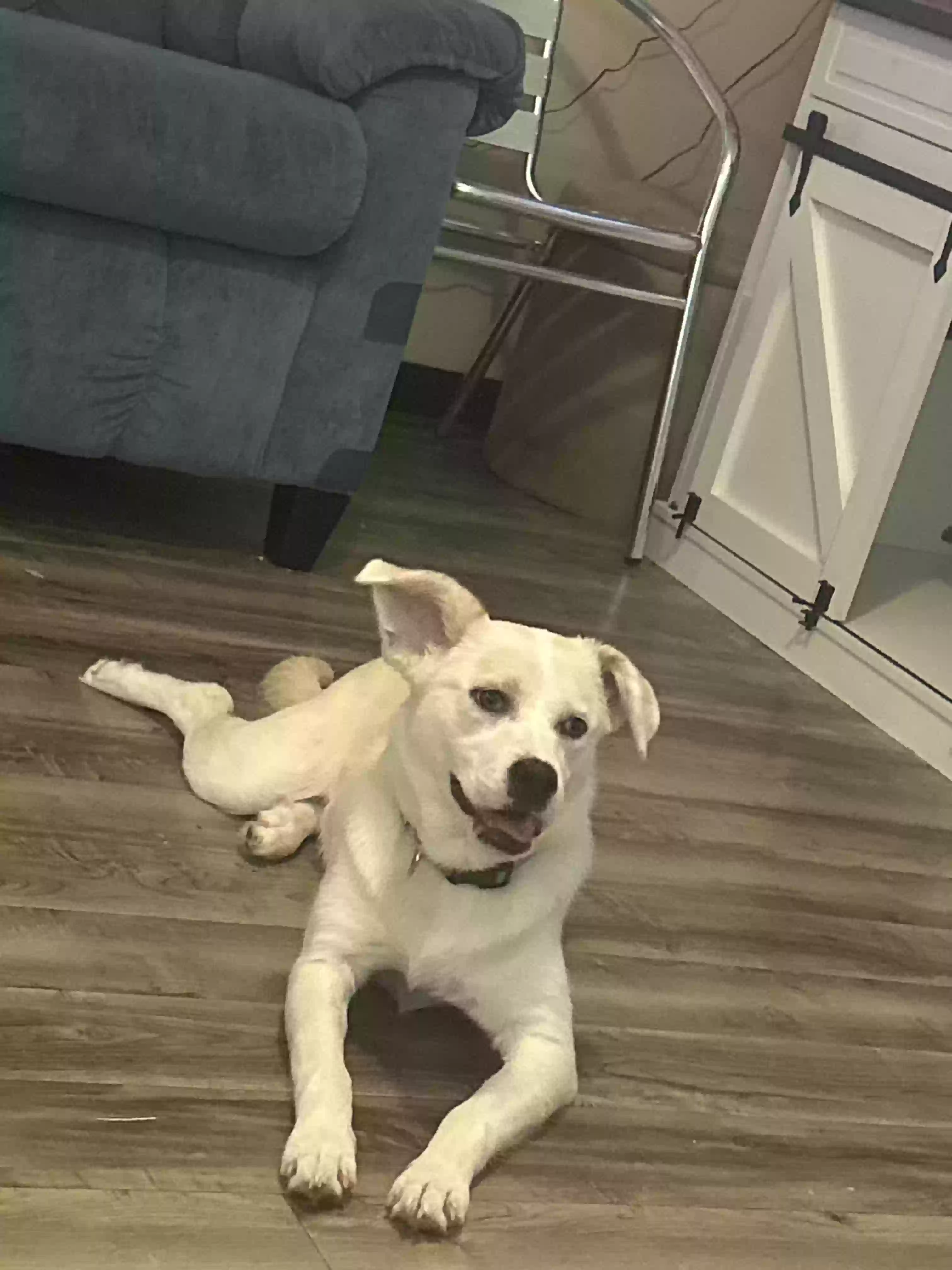 adoptable Dog in Birmingham,AL named Abby Lou