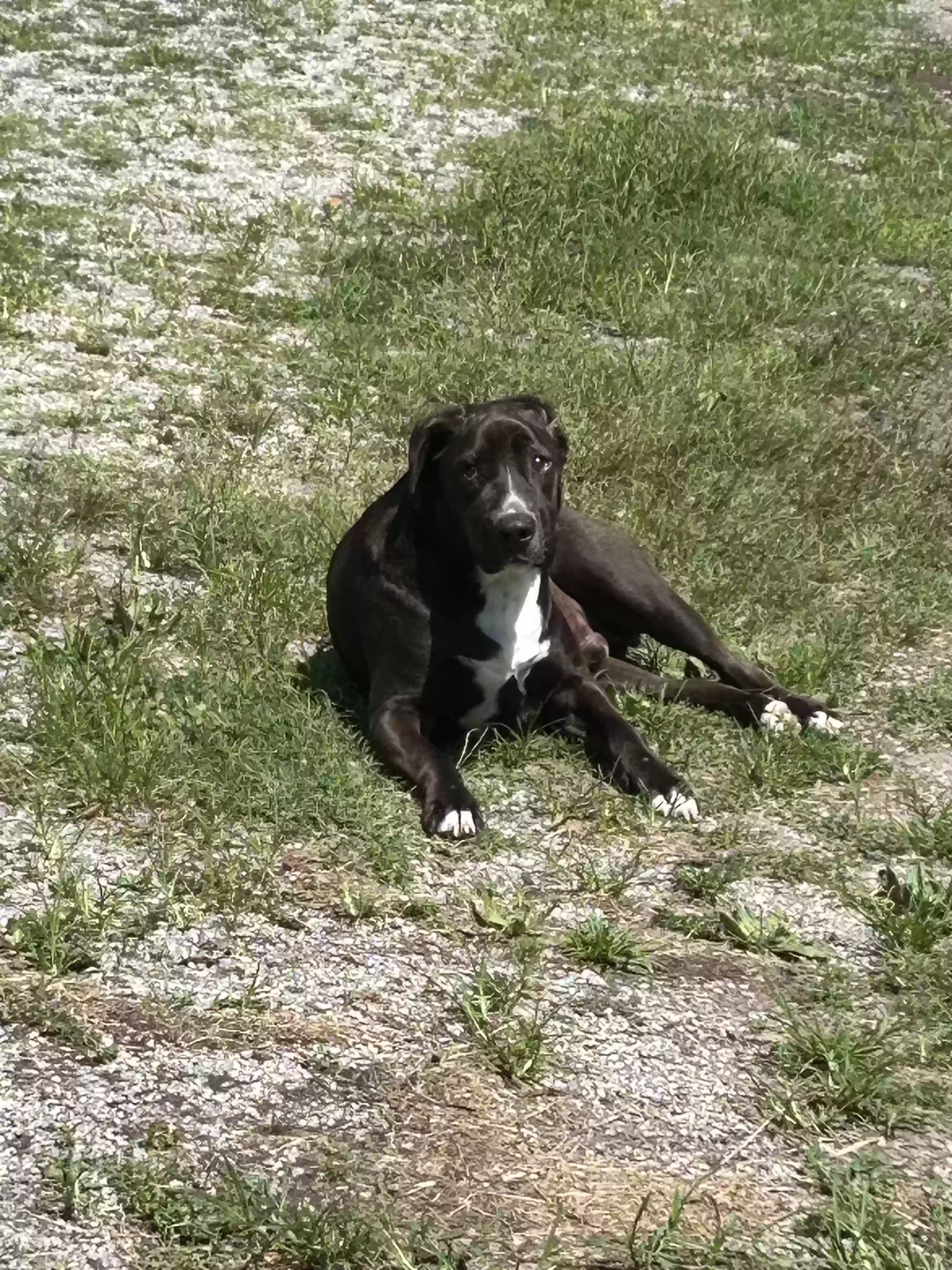 adoptable Dog in Rocky Mount,NC named Sam