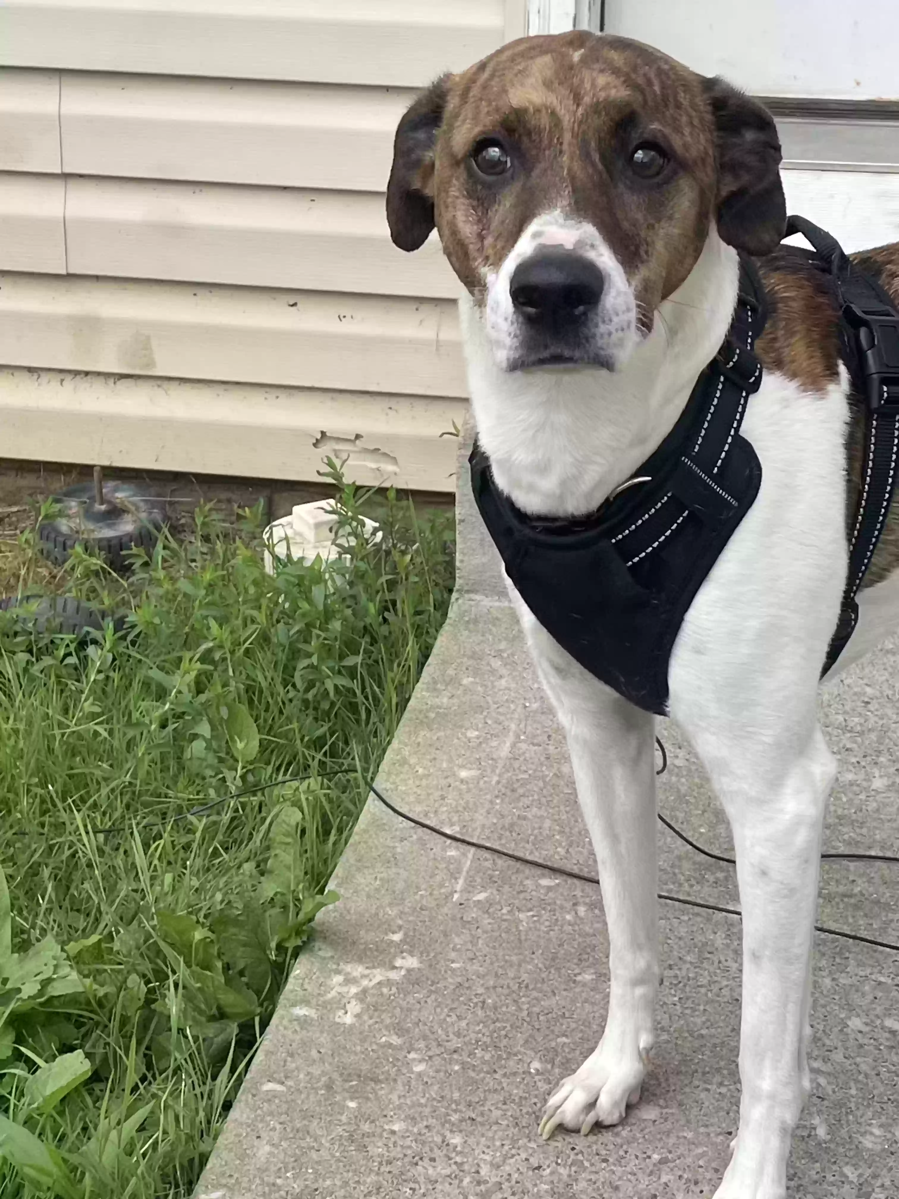 adoptable Dog in Fairmont,WV named Apollo
