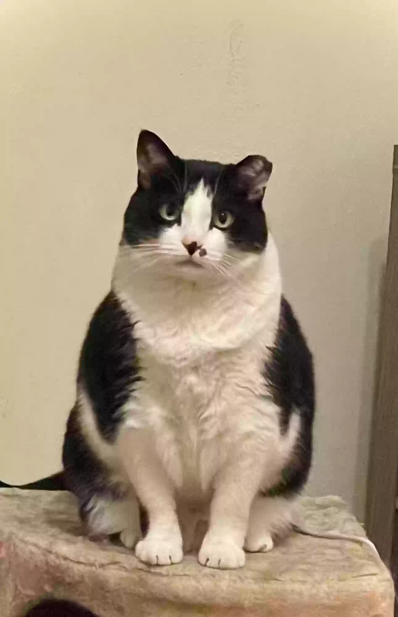 adoptable Cat in Chesapeake,VA named Suze Q