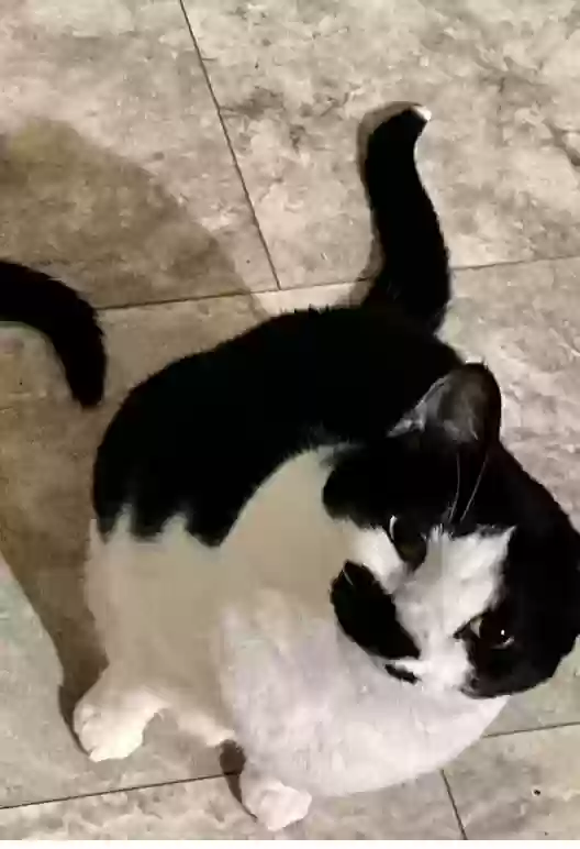 adoptable Cat in Chesapeake,VA named Loco
