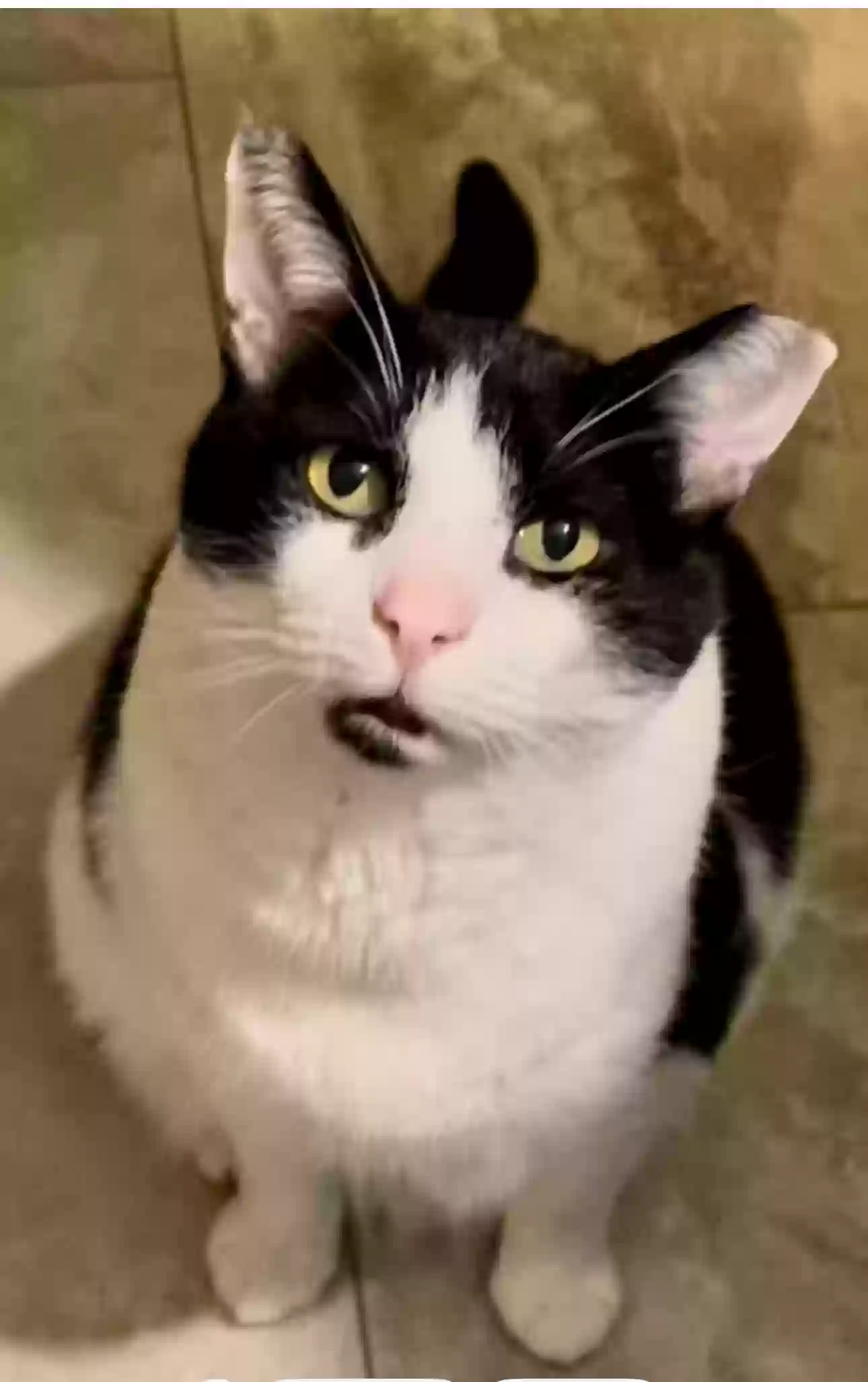 adoptable Cat in Chesapeake,VA named Mr Z