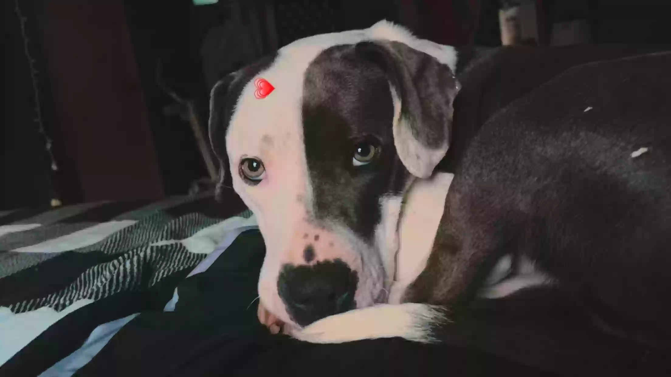 adoptable Dog in Clermont,GA named Camilla