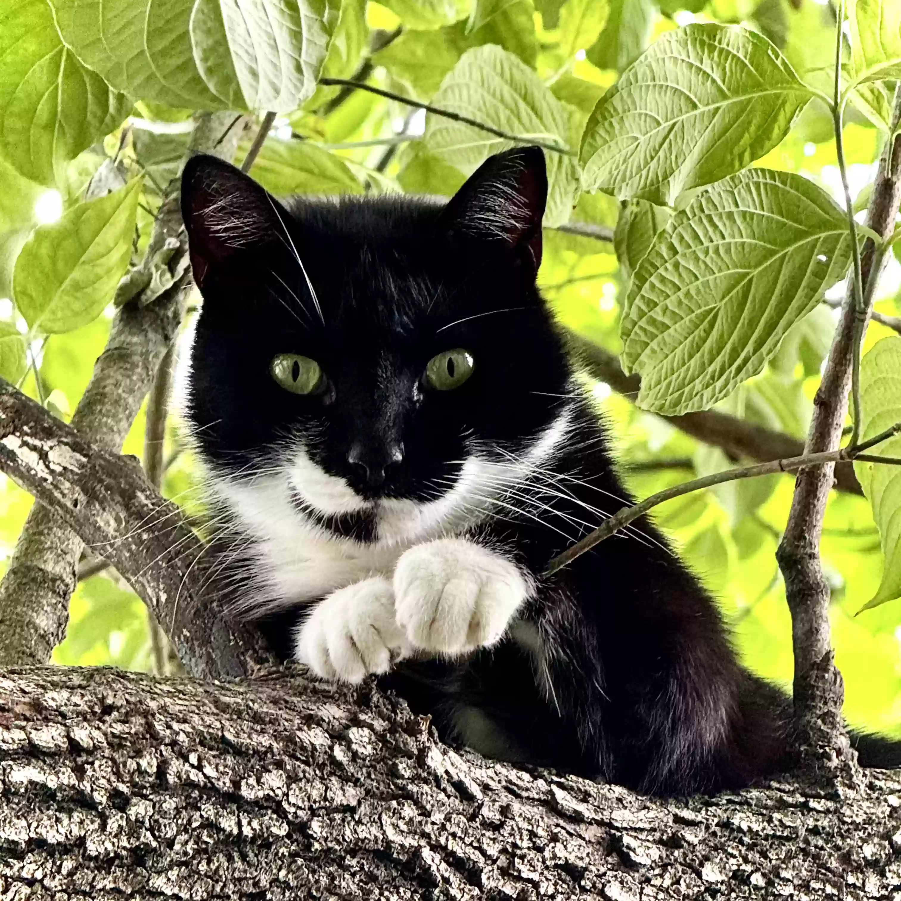 adoptable Cat in Chesapeake,VA named Boa Jing