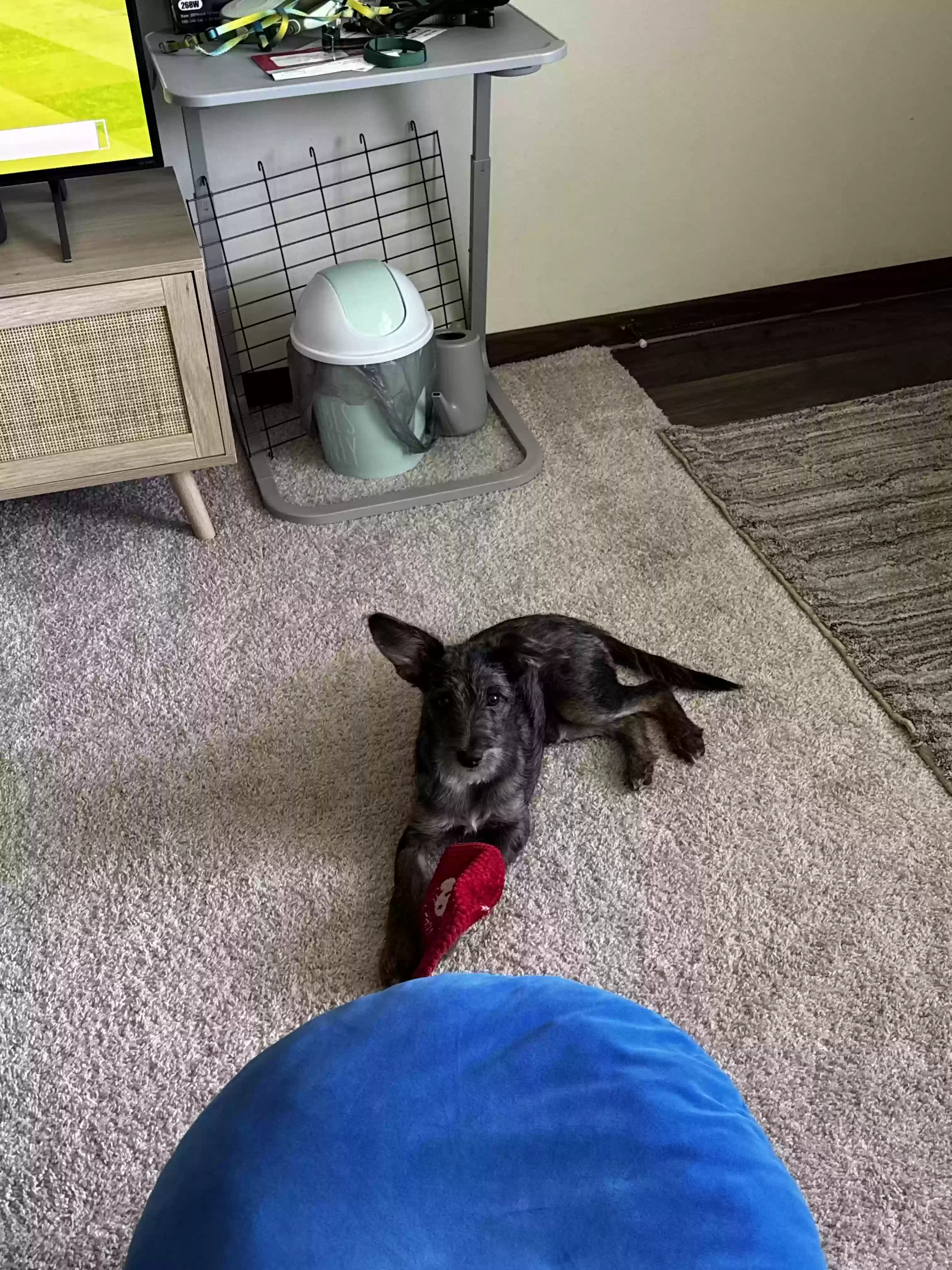 adoptable Dog in Dublin,OH named Benny