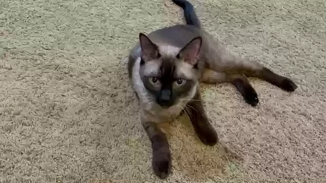 adoptable Cat in Litchfield Park,AZ named riley
