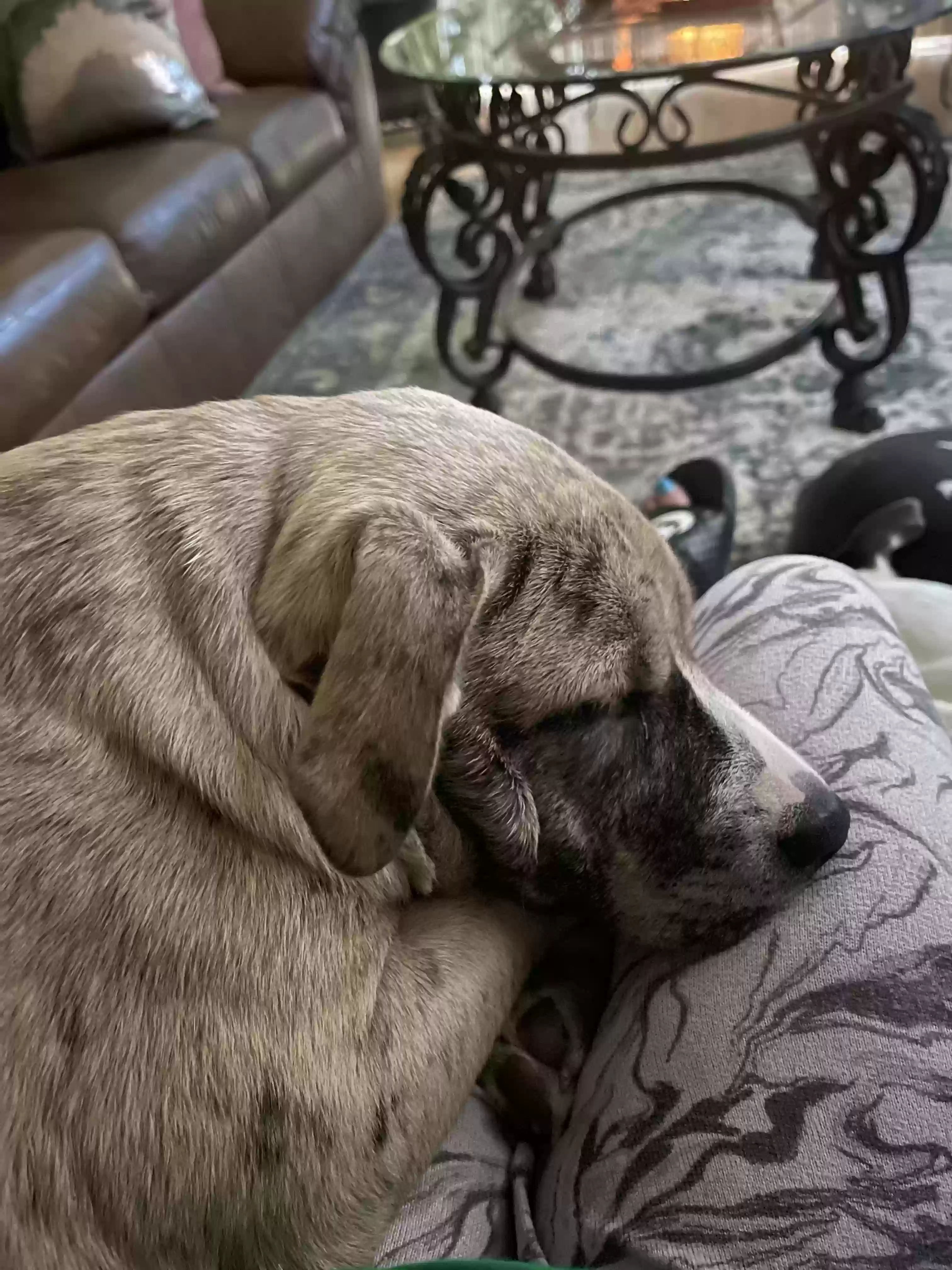 adoptable Dog in Smyrna,GA named Raq (Racquel)