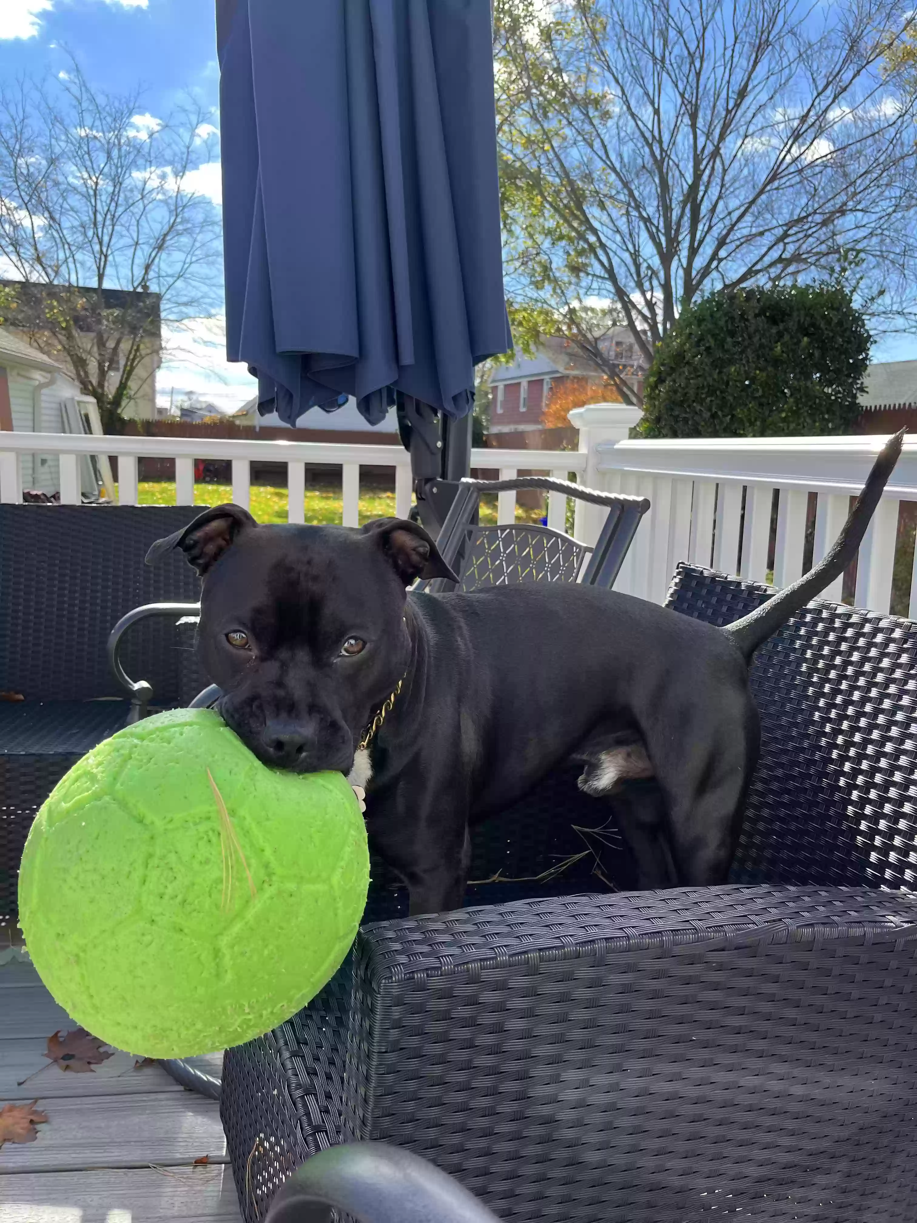 adoptable Dog in Baldwin,NY named Leo