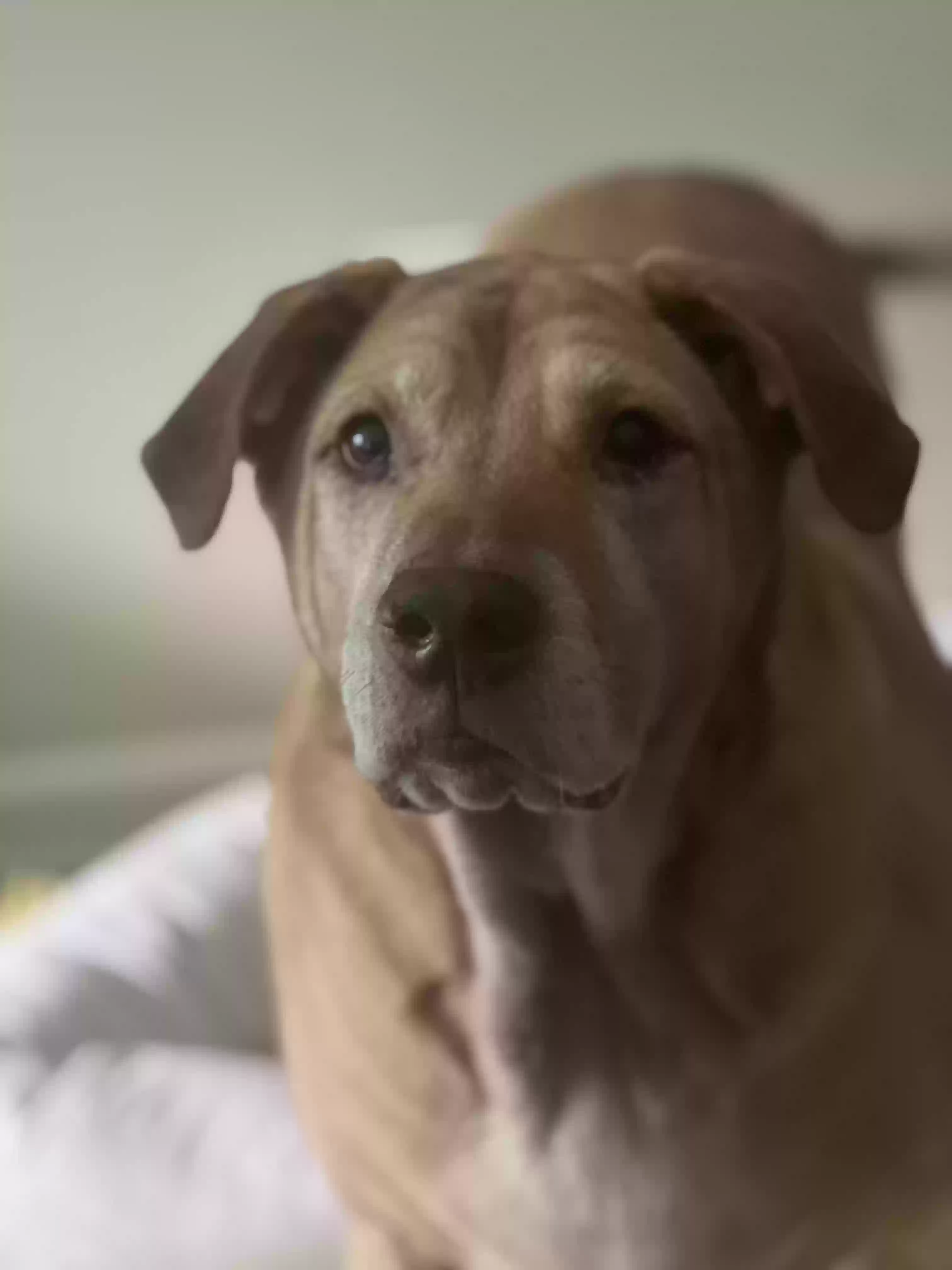 adoptable Dog in Hiram,GA named Apollo