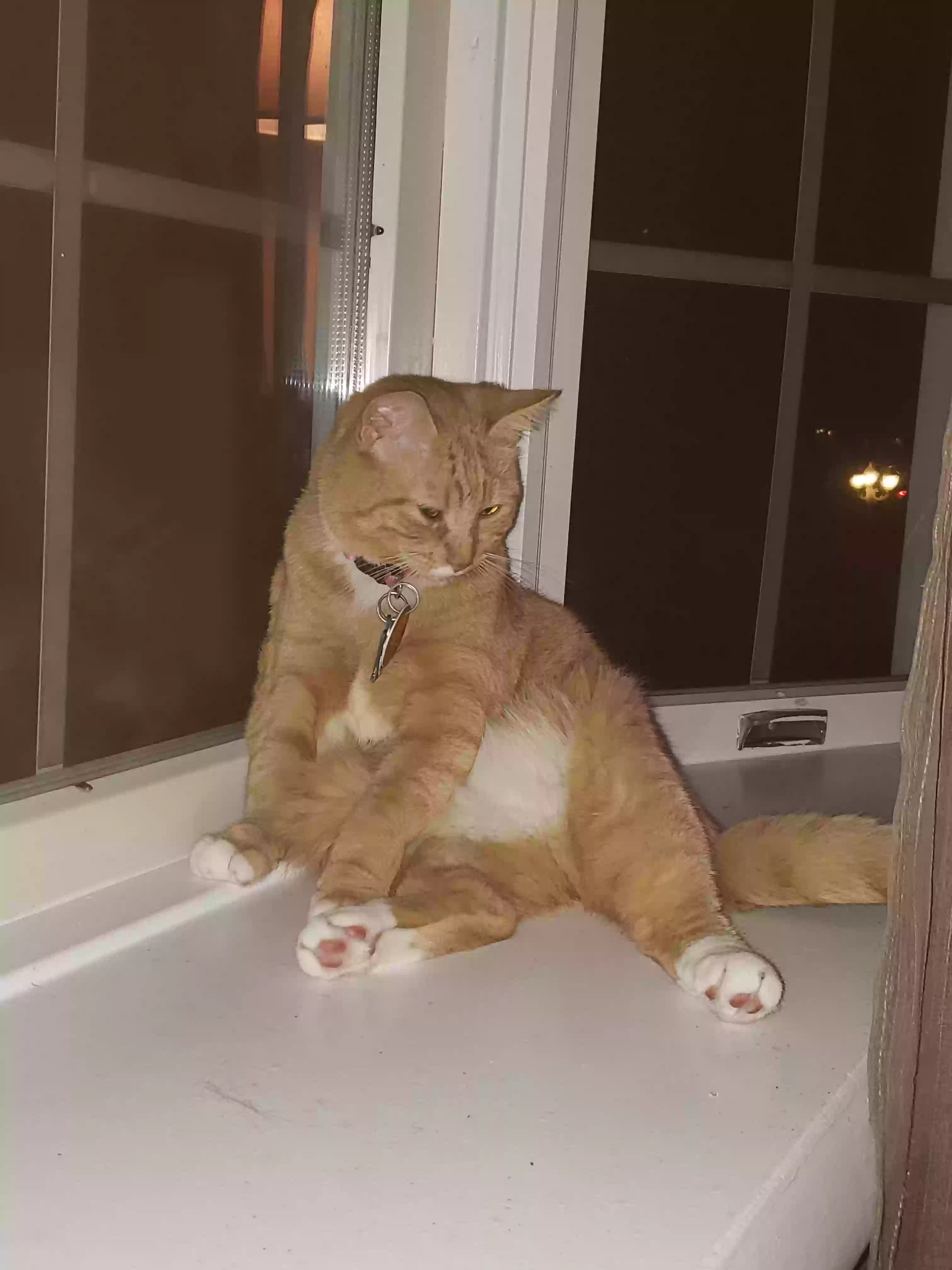 adoptable Cat in Lorton,VA named Gyzmo