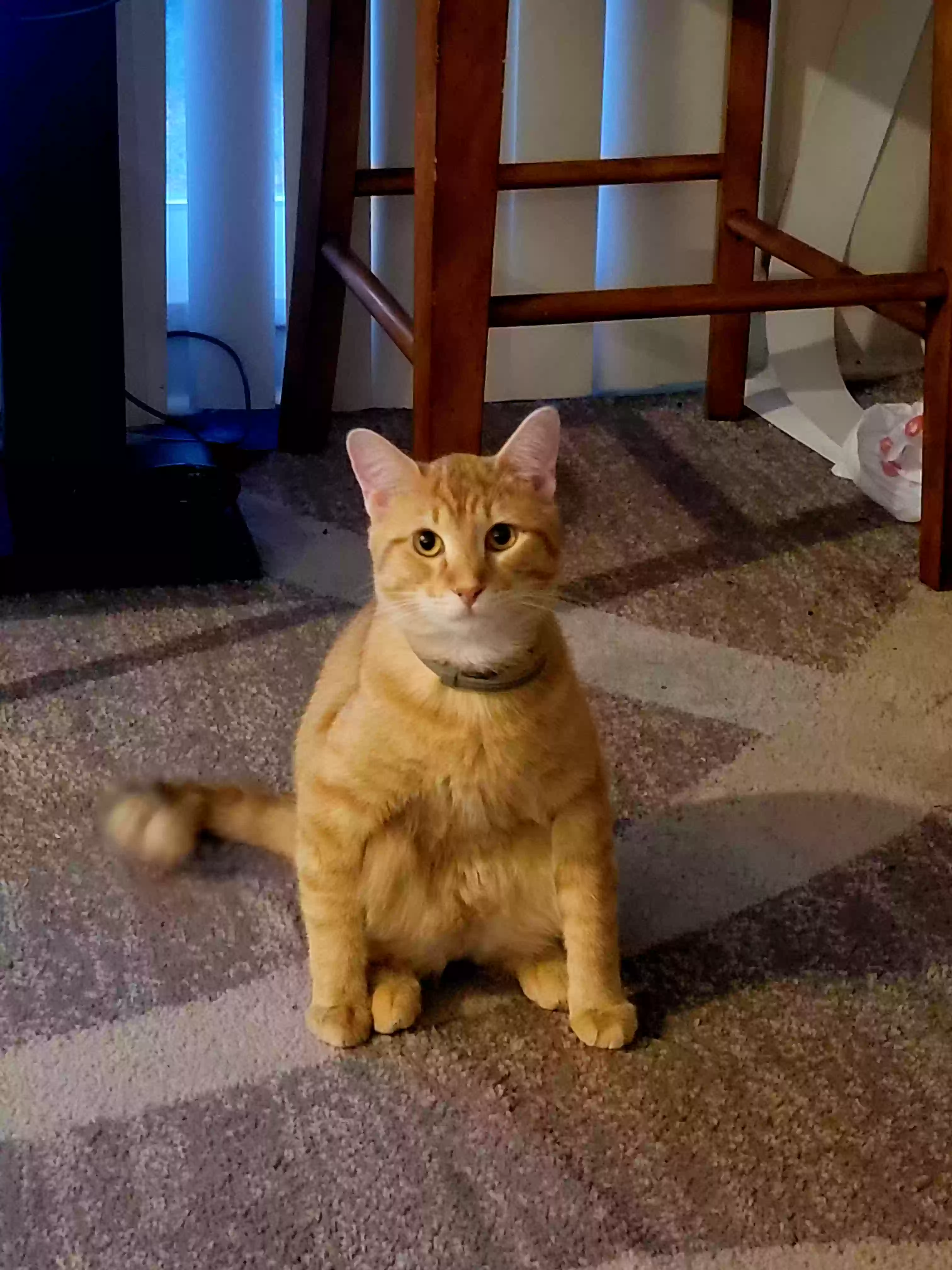 adoptable Cat in Decatur,GA named Falcon