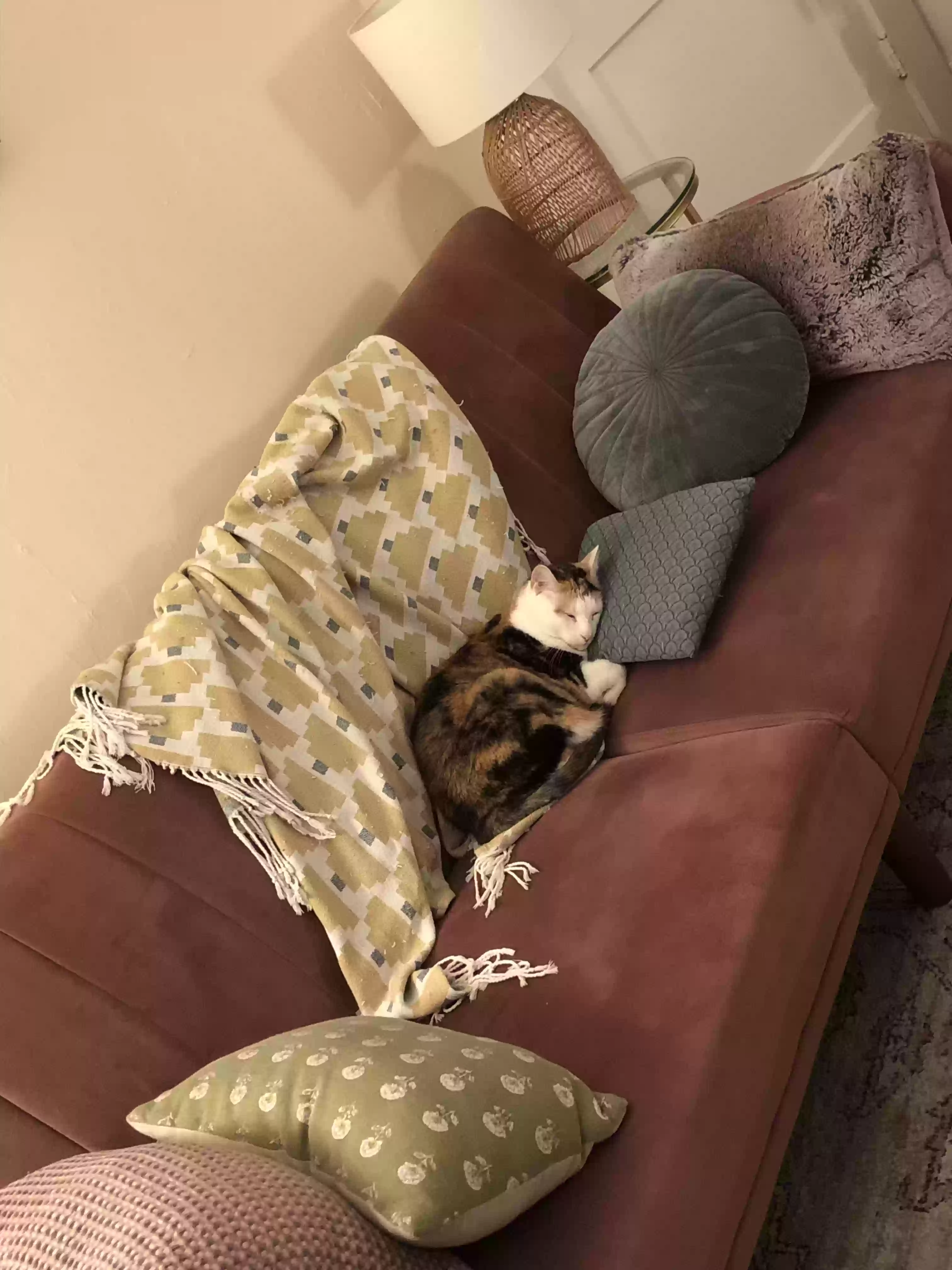 adoptable Cat in Elmont,NY named Angel/Angelina